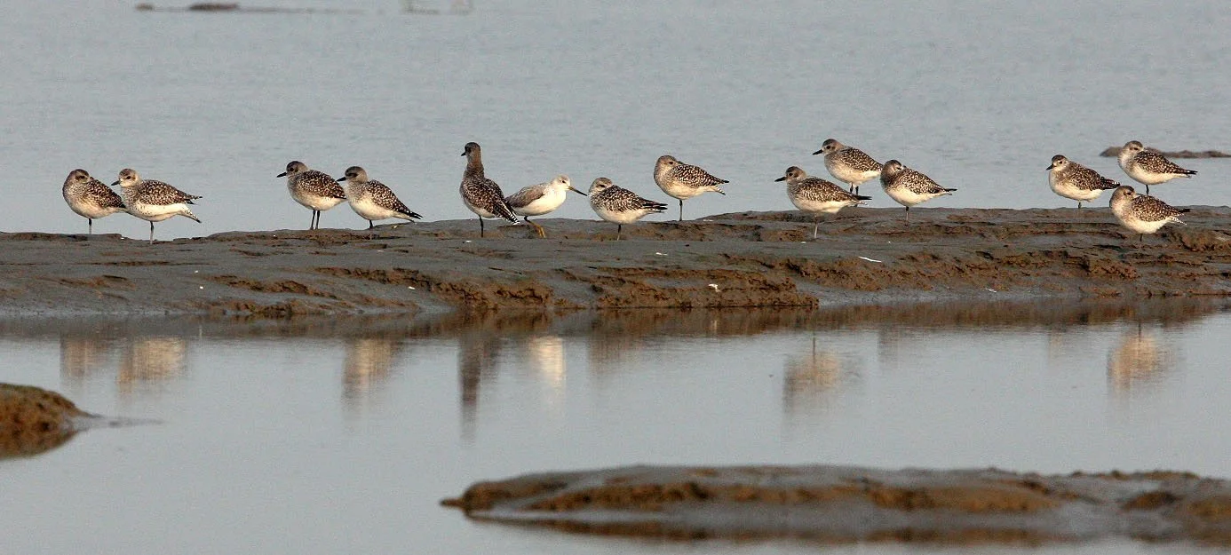 BIRD - GREENSHANK - NOORDMAN'S GREENSHANK -  NANKOU, RUDONG, CHINA (4).JPG