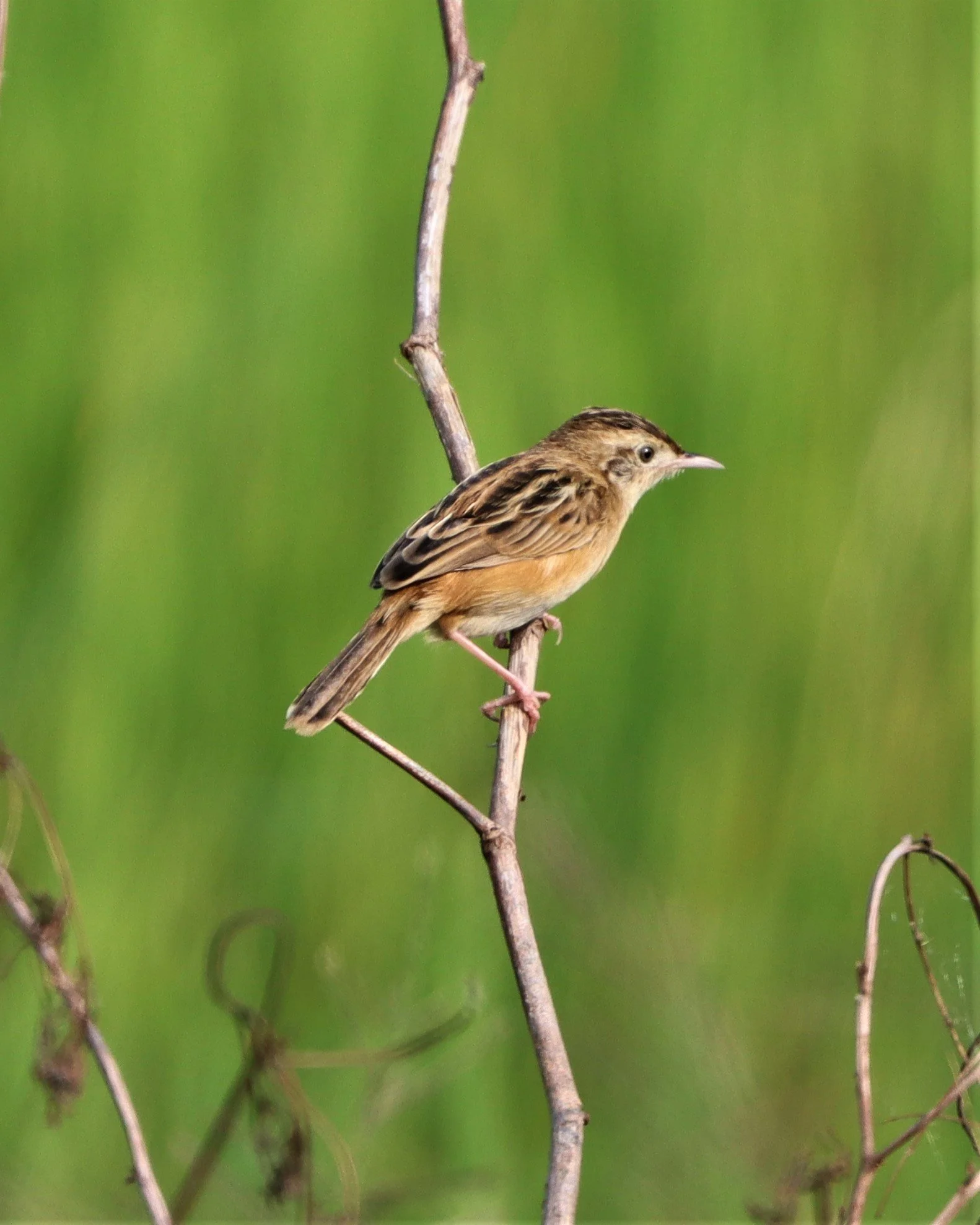CISTICOLA - ZITTING CISTICOLA - Cisticola juncidis - LAT KRABANG WETLANDS NEAR BKK (8).jpg
