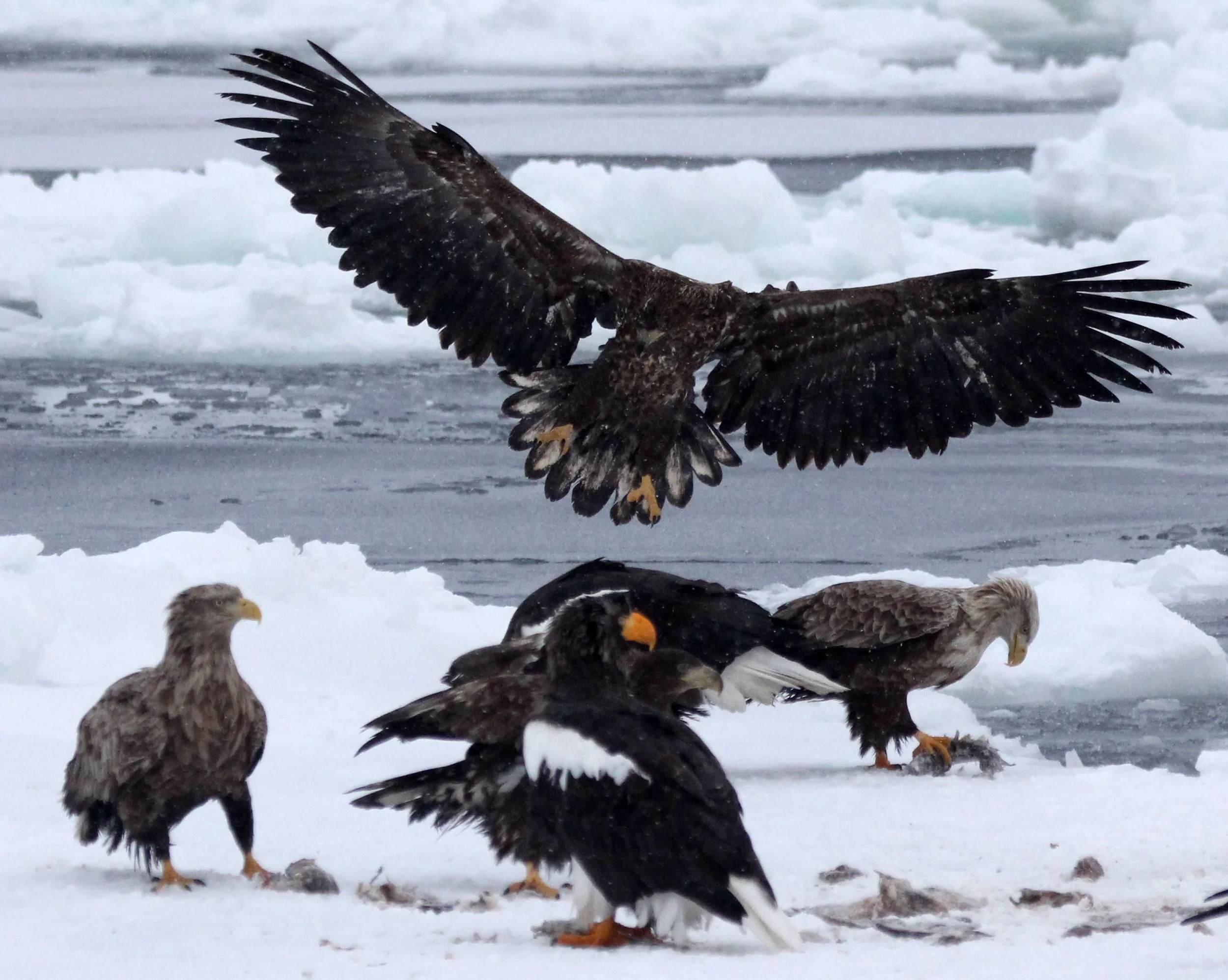 BIRD - EAGLE - WHITE-TAILED EAGLE - RAUSU - SHIRETOKO PENINSULA & NATIONAL PARK - HOKKAIDO JAPAN (12).JPG
