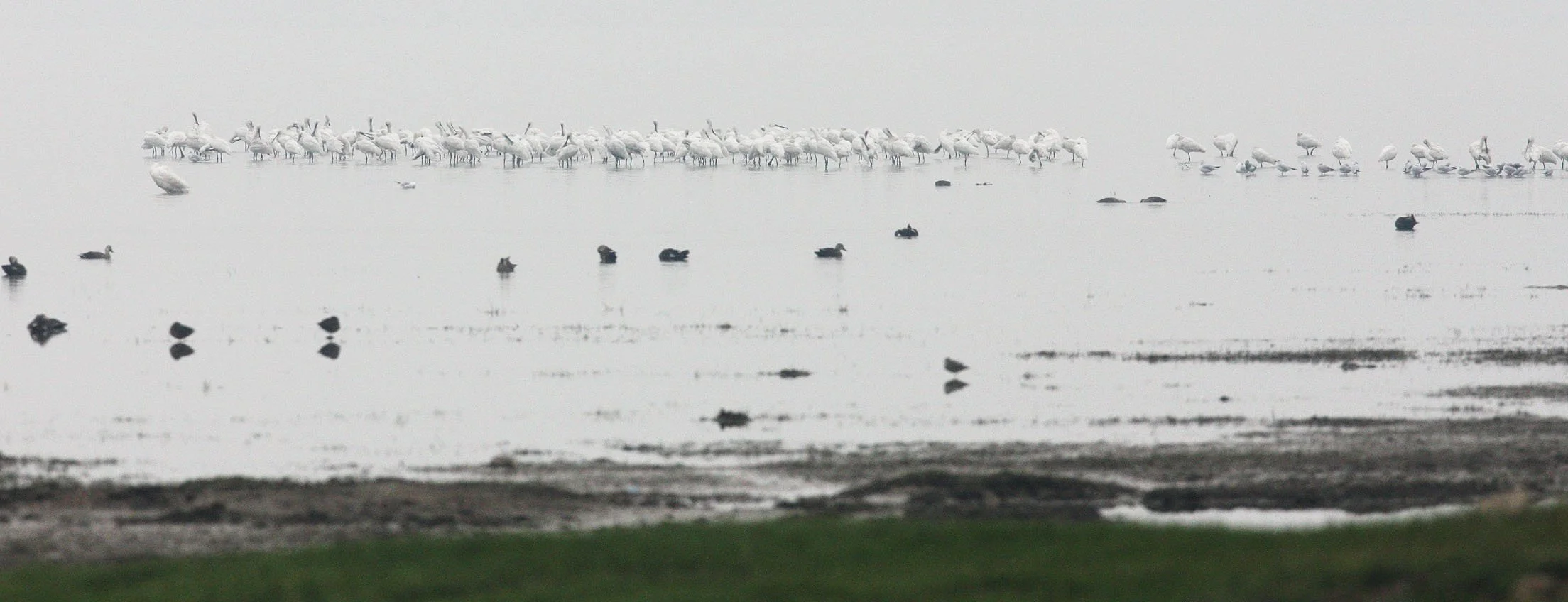 SPOONBILL - EURASIAN SPOONBILL - Platalea leucorodia - POYANG LAKE - CHINA - JIANGXI PROVINCE (4).JPG