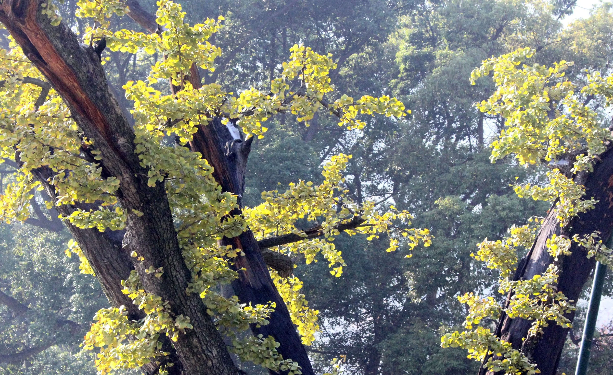 LING SHAN - WUXI CHINA (72).JPG