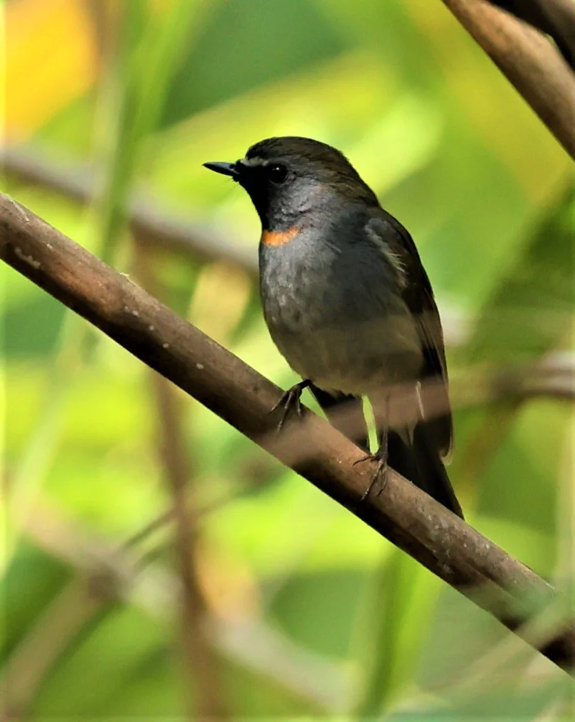 FLYCATCHER - RUFOUS-GORGETED FLYCATCHER - Ficedula strophiata - DOI SAN JU (DOI LANG WEST) FEB 2022 (38).jpg