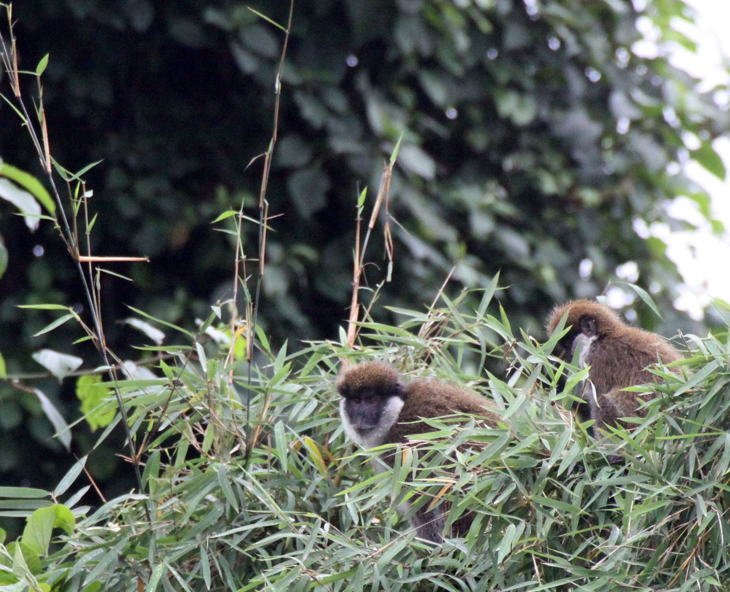 CERCOPITHECIDAE - Chlorocebus djamdjamensis - BALE MONKEY - HARENNA FOREST BALE MOUNTAINS NATIONAL PARK ETHIOPIA (296).JPG