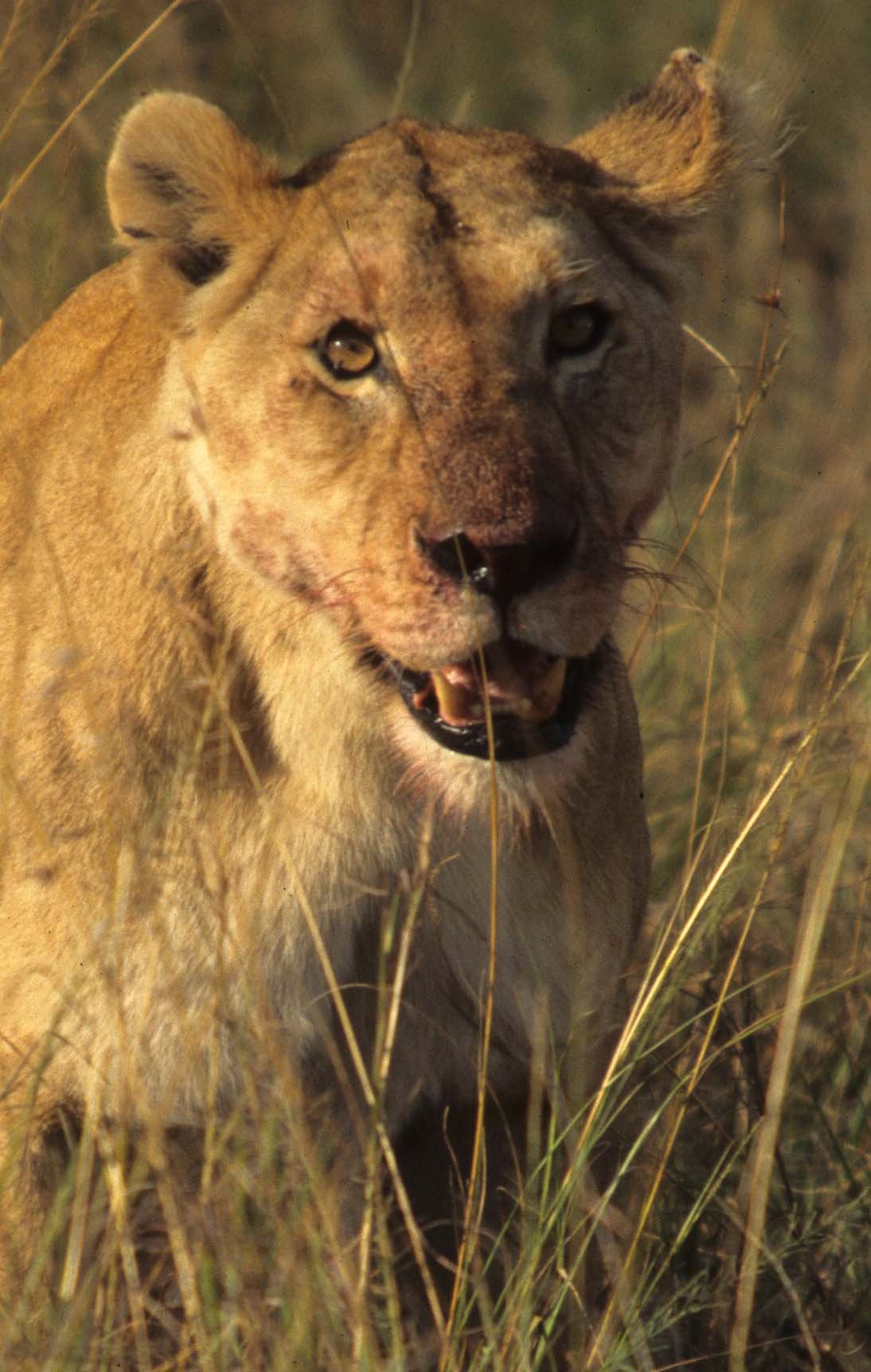FELID - LION - SERENGETI (17).jpg