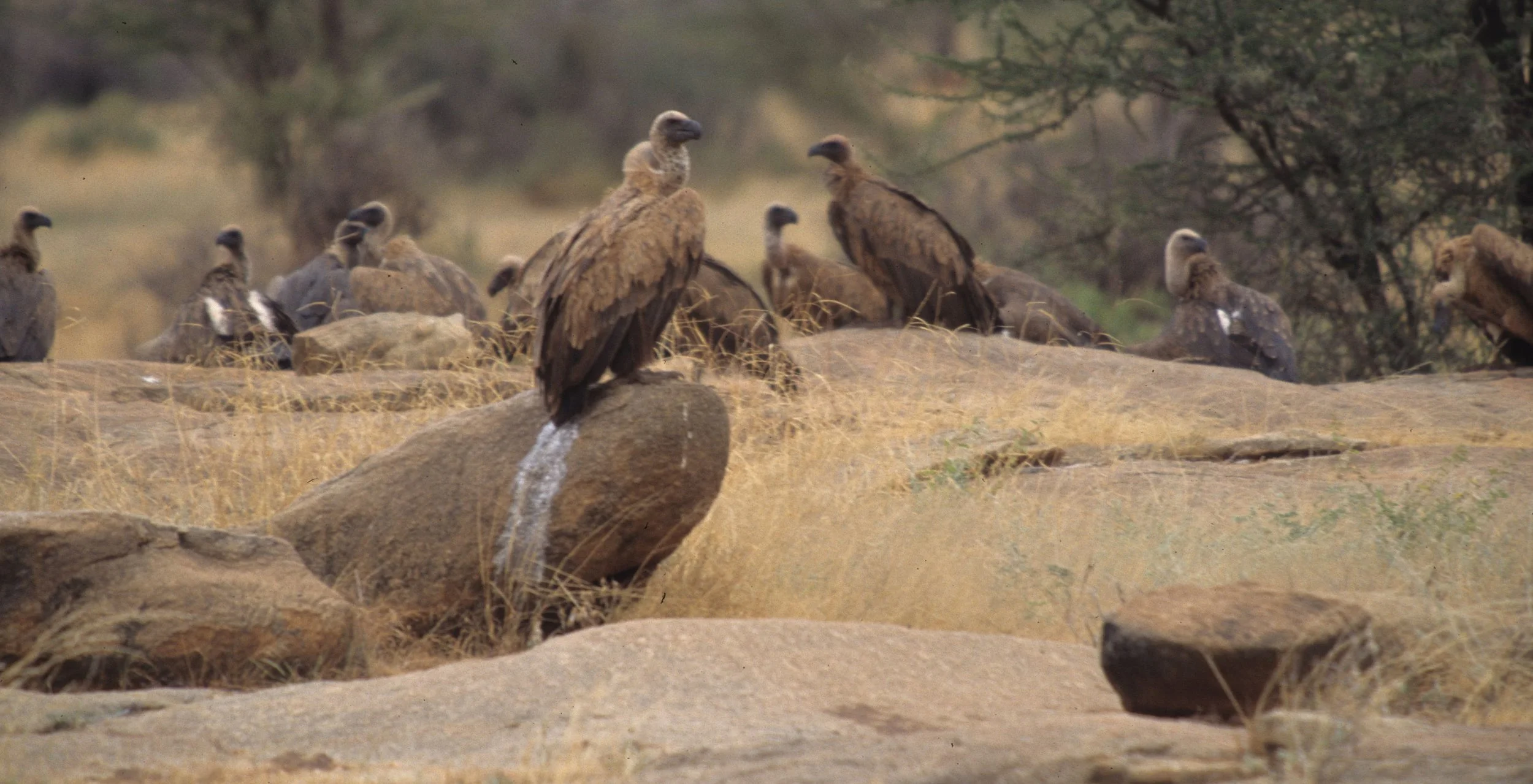 BIRDS - VULTURE - WHITE BACKED - SHABA.jpg