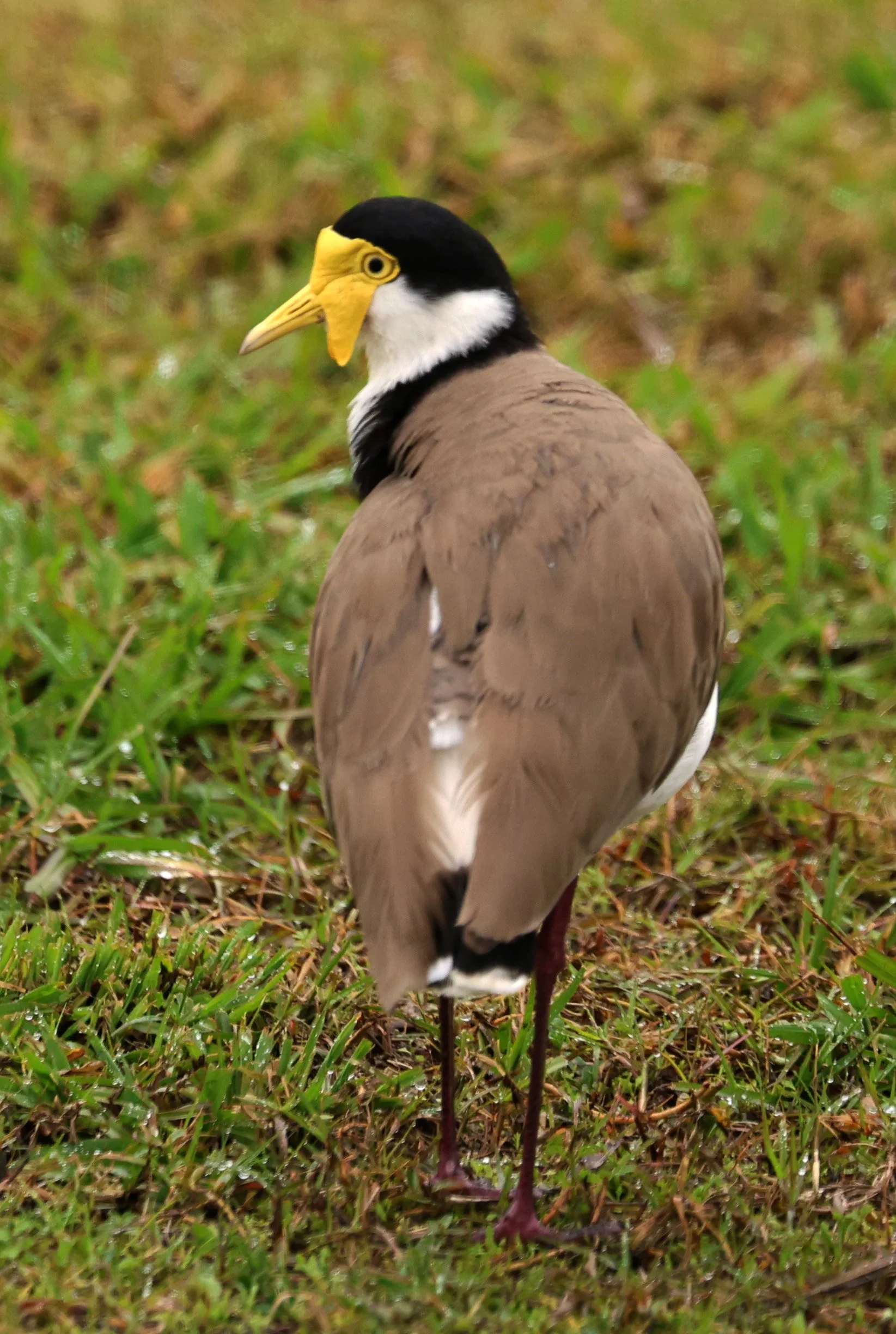 Masked Lapwing (Vanellus miles) Numinbah Road various Locations - Queensland (1).jpg