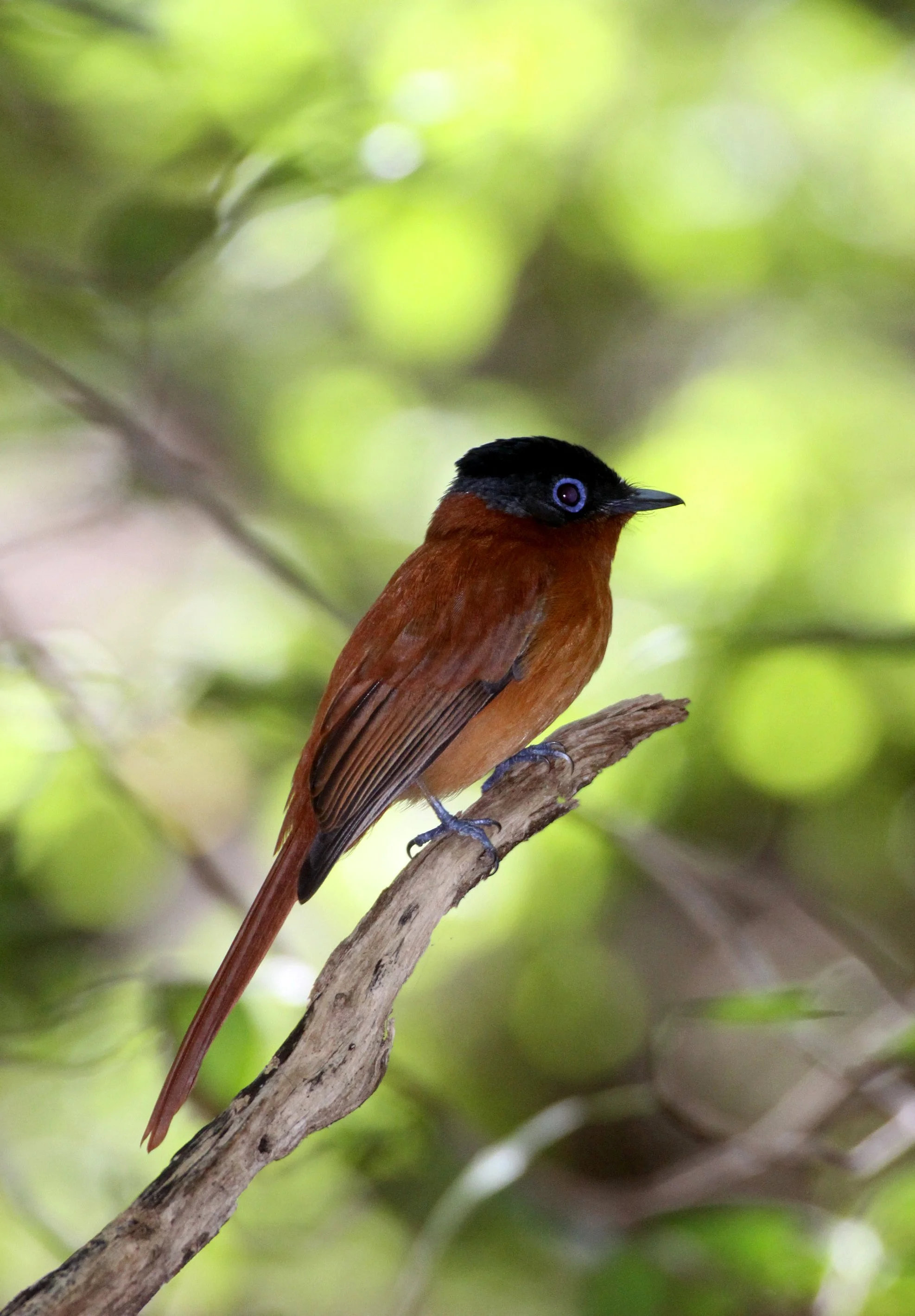 BIRD - FLYCATCHER - MADAGASCAR PARADISE FLYCATCHER - ANKARANA NATIONAL PARK MADAGASCAR (5).JPG