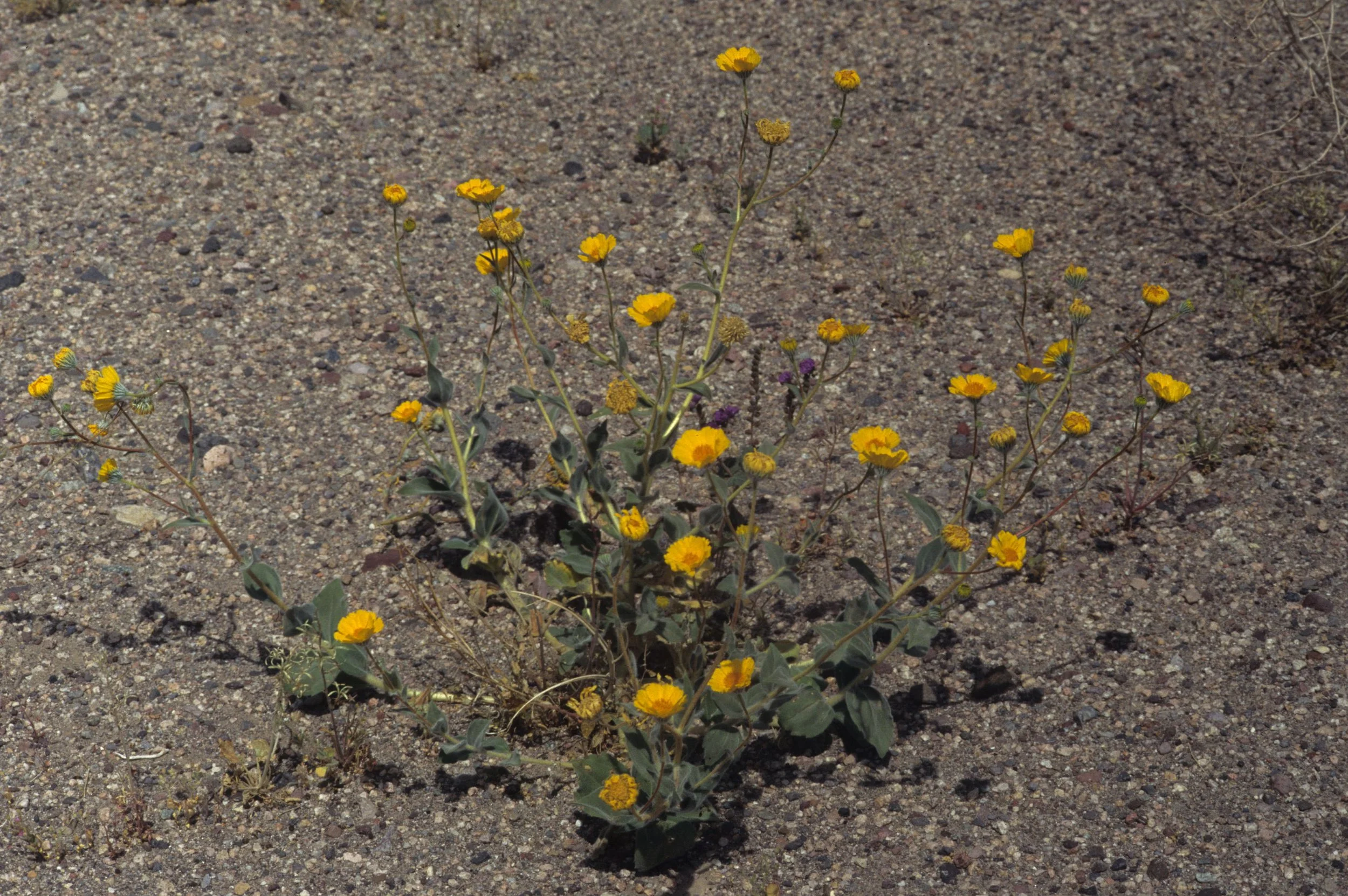 DEATH VALLEY - GERAEA CANESCENS - DESERT GOLD.jpg