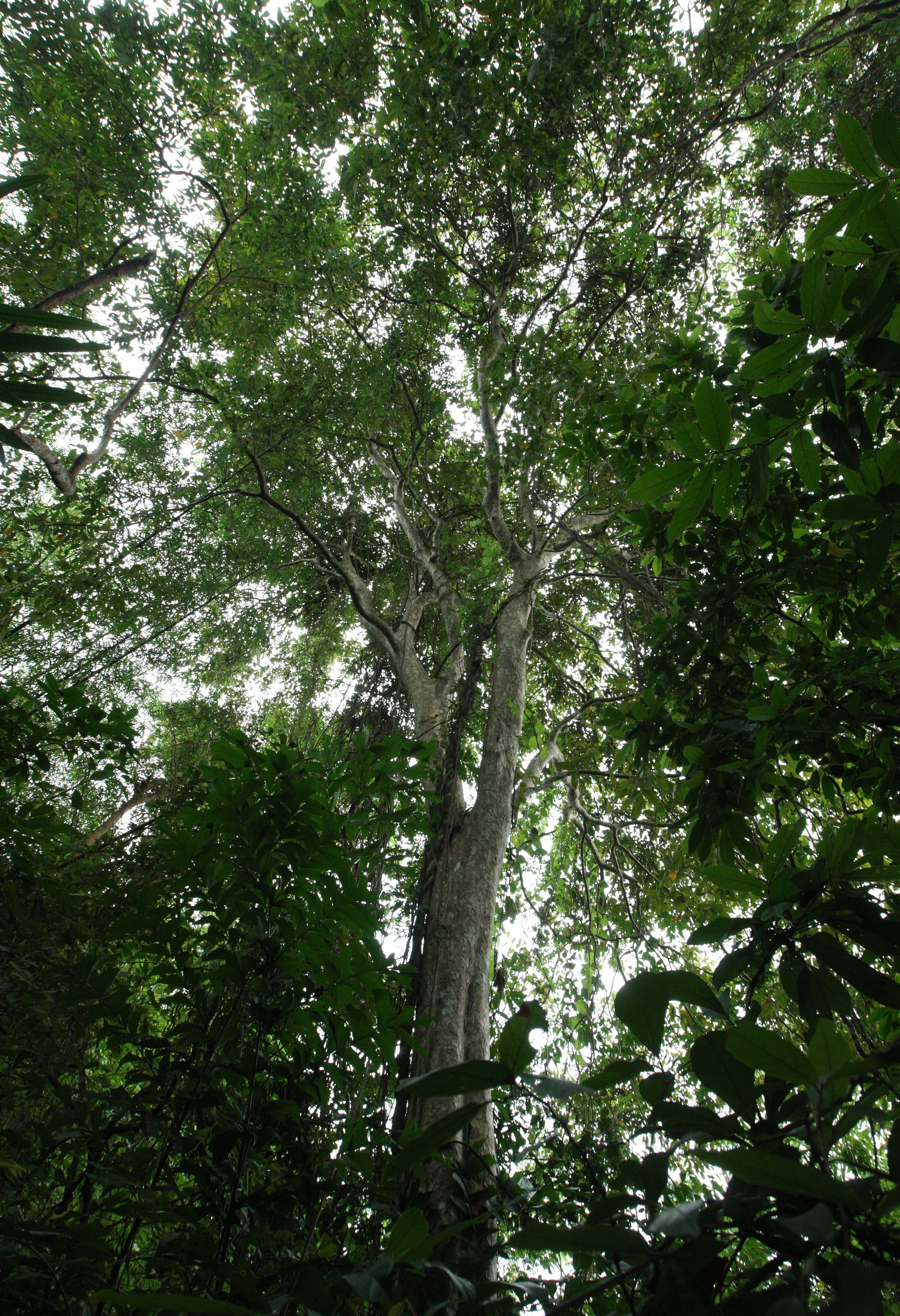 LANTA ISLAND - OUR PROPERTY - WINTER 2011 (27).JPG