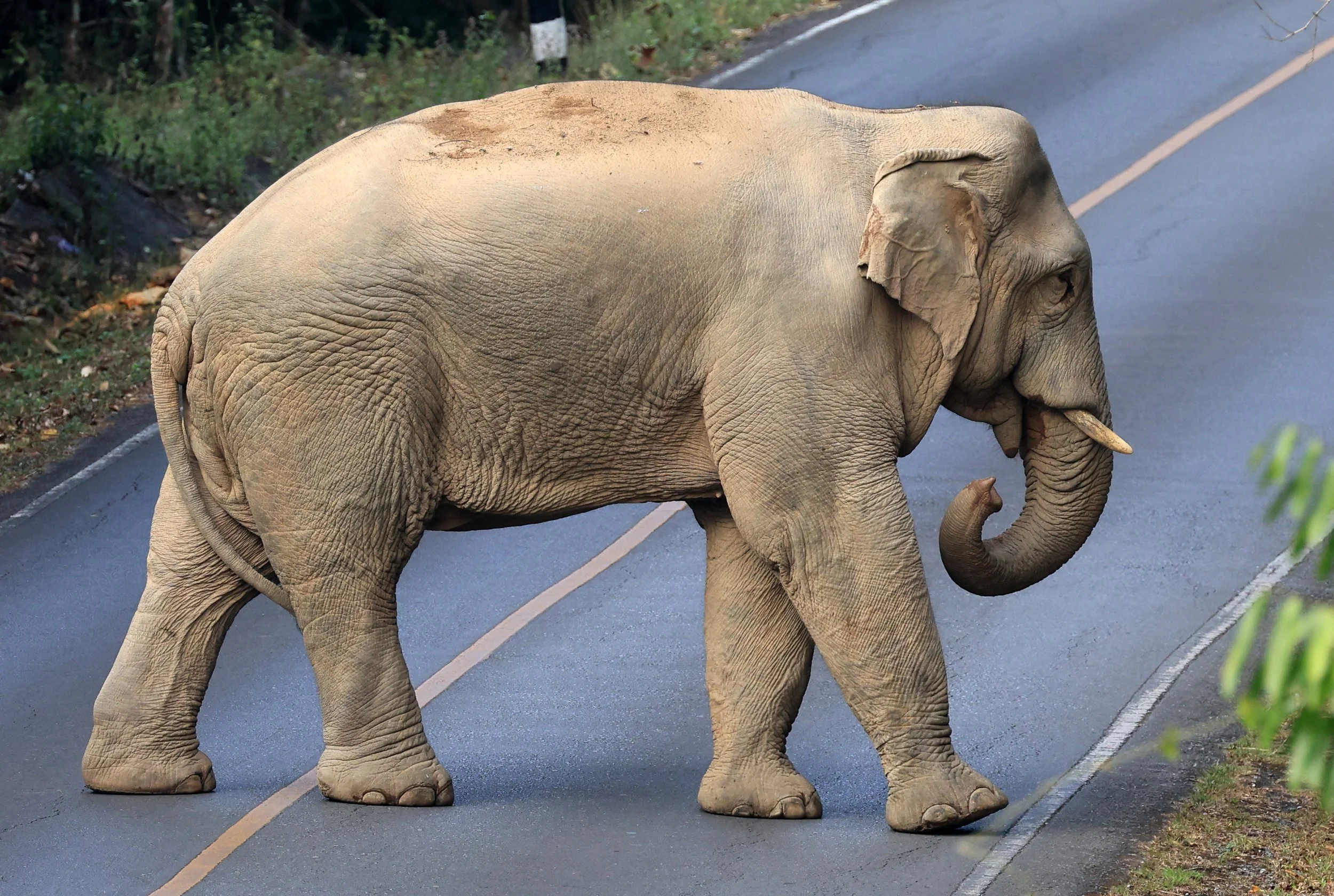 Asian Elephant (Elephas maximus) Khao Yai National Park, Thailand (82).jpg