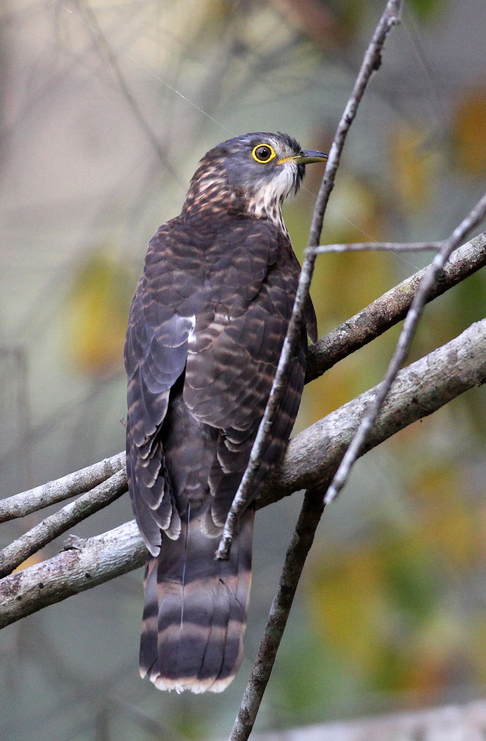 Large Hawk-cuckoo (Hierococcyx sparveroides) Huai Kha Khaeng NWR Thailand (23).JPG