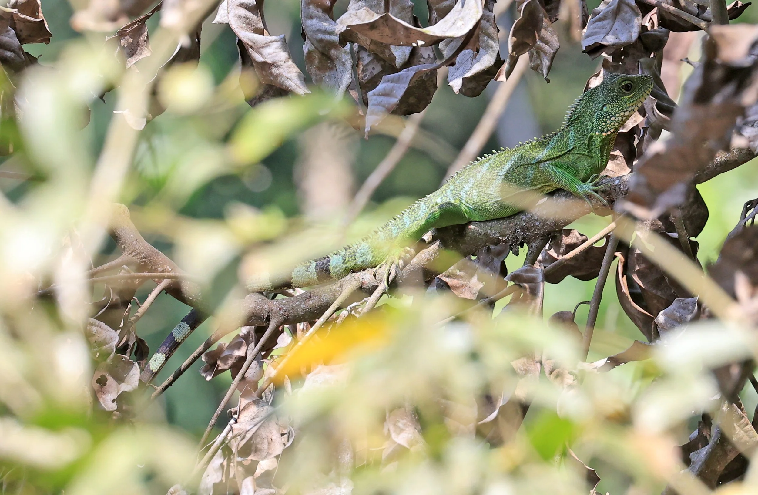 Chinese Water Dragon (Physignathus cocincinus) Khao Yai National Park Feb 2026 Day 4 (13).jpg