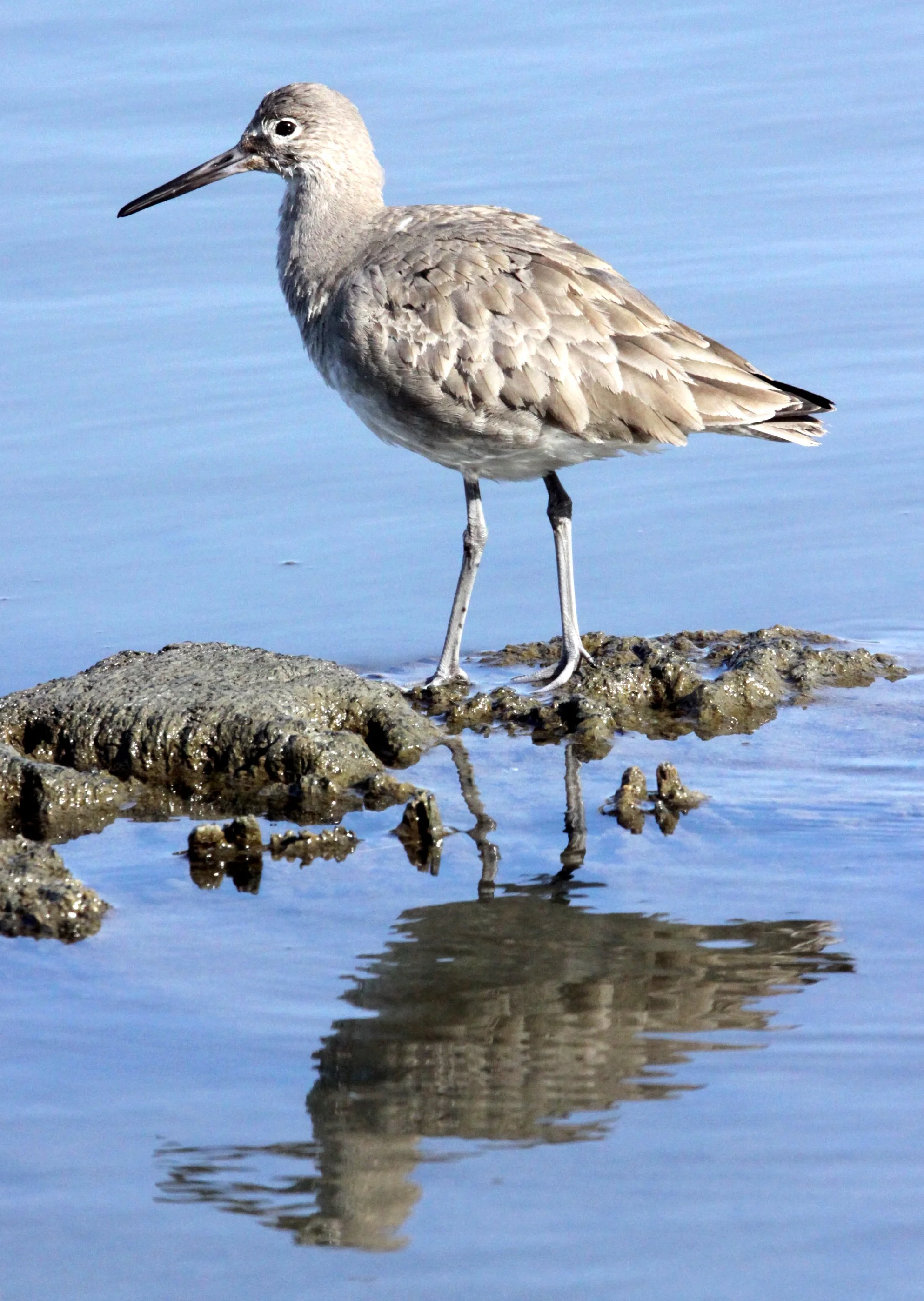 BIRD - WILLET - ARCATA MARSH CALIFORNIA (12).JPG