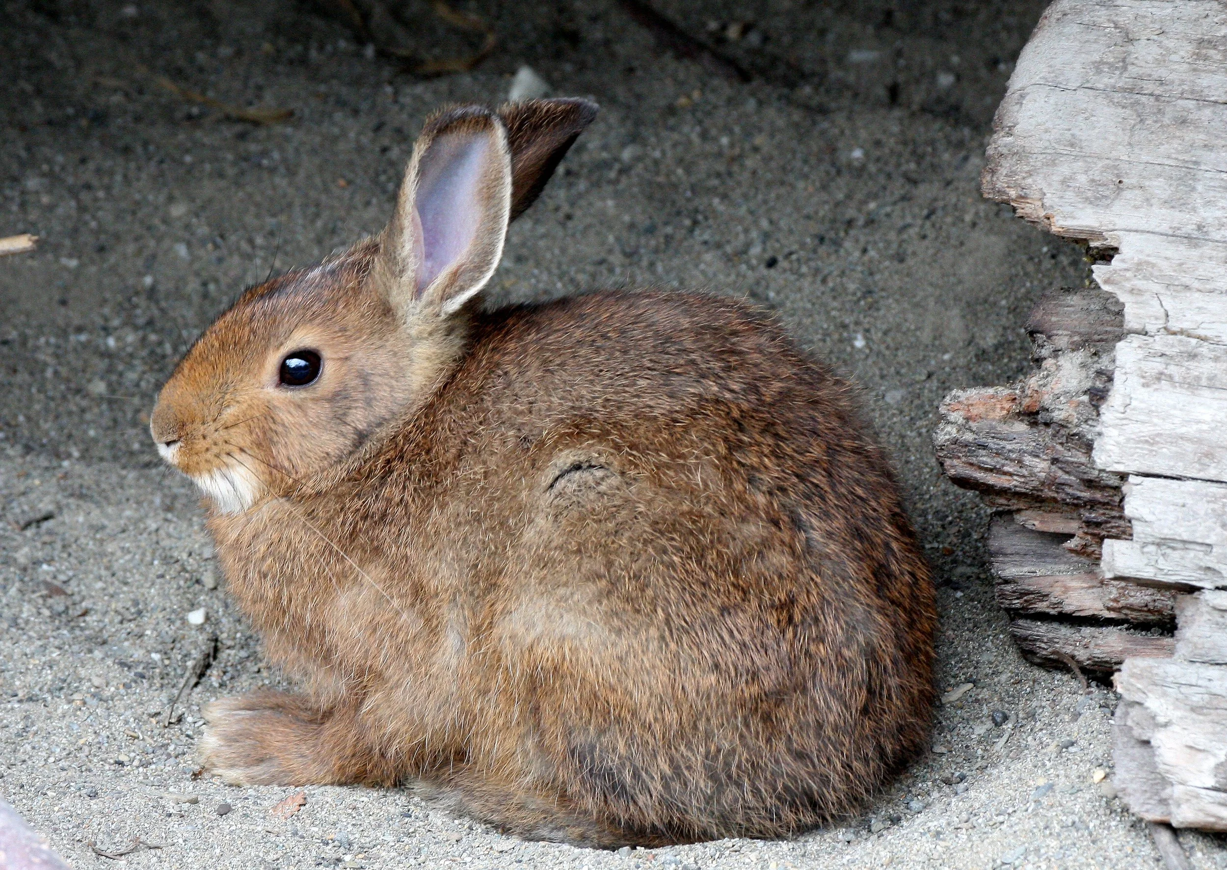 LAGOMORPHA - RABBIT - SNOWSHOE HARE - ELWHA RIVER MOUTH TRAILS (16).JPG