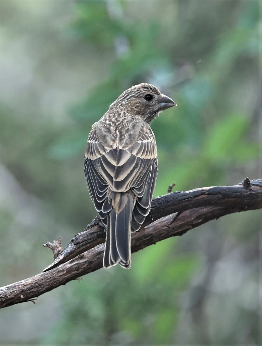 House Finch (Haemorhous mexicanus) Davis Mountains State Park, Texas (10).jpg