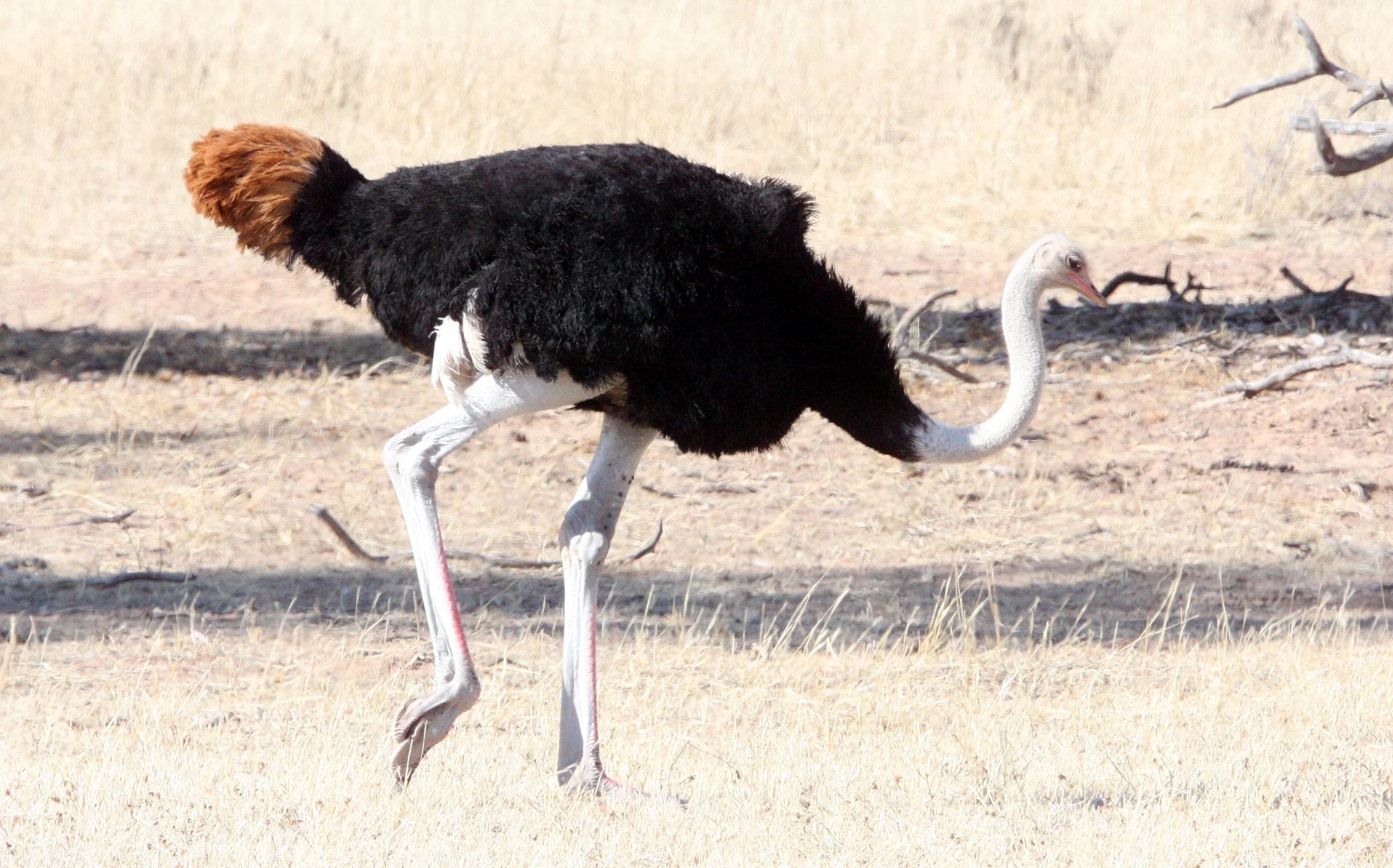 Struthio camelus australis - SOUTH AFRICAN OSTRICH - KGALAGADI NATIONAL PARK SOUTH AFRICA (9).JPG