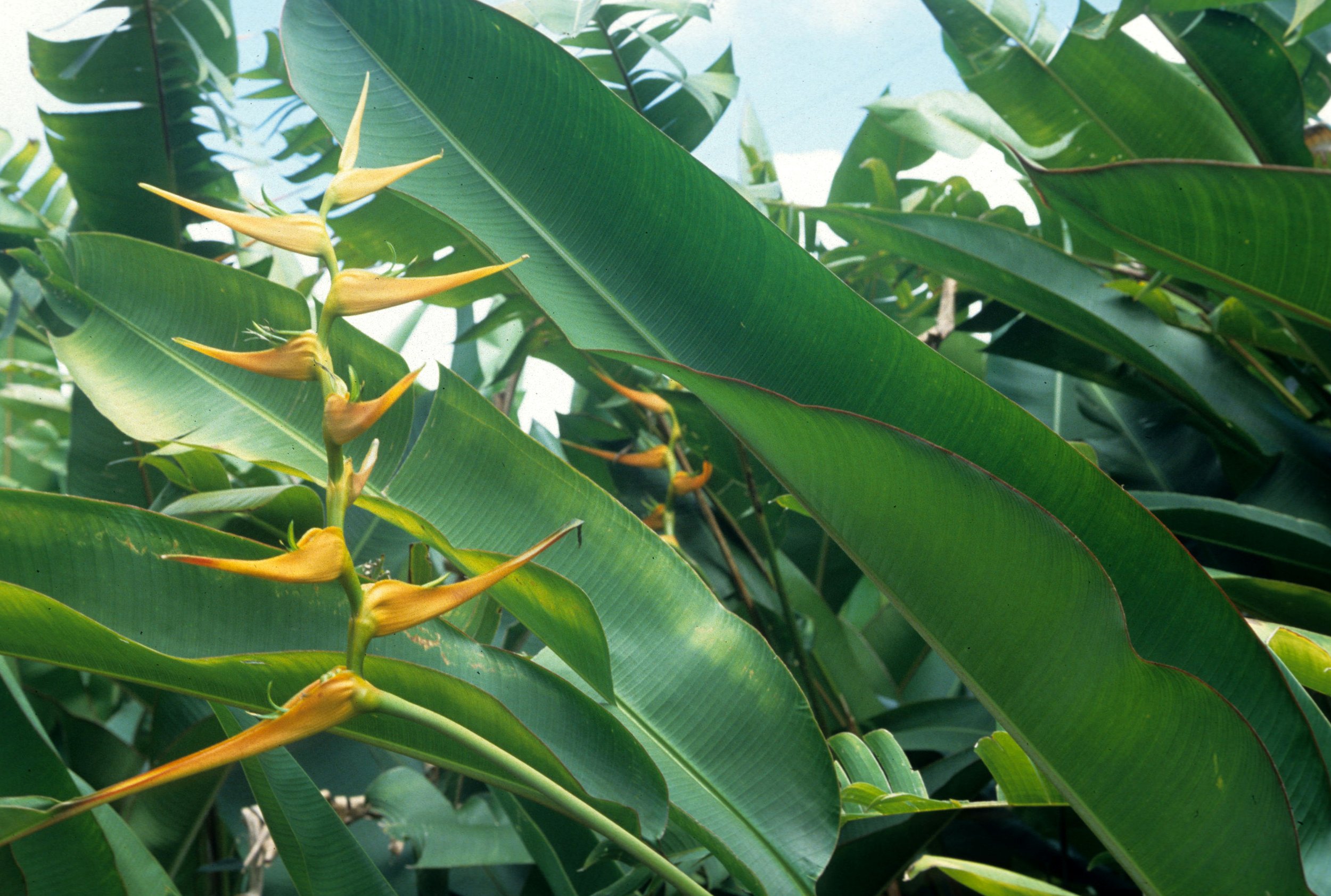 HAWAII - HAWAII - HELICONIA ROSTRATA.jpg