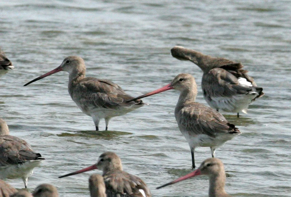 BIRD - GODWIT - BLACK-TAILED GODWIT - PAK THALE PETCHABURI PROVINCE THAILAND (23).JPG