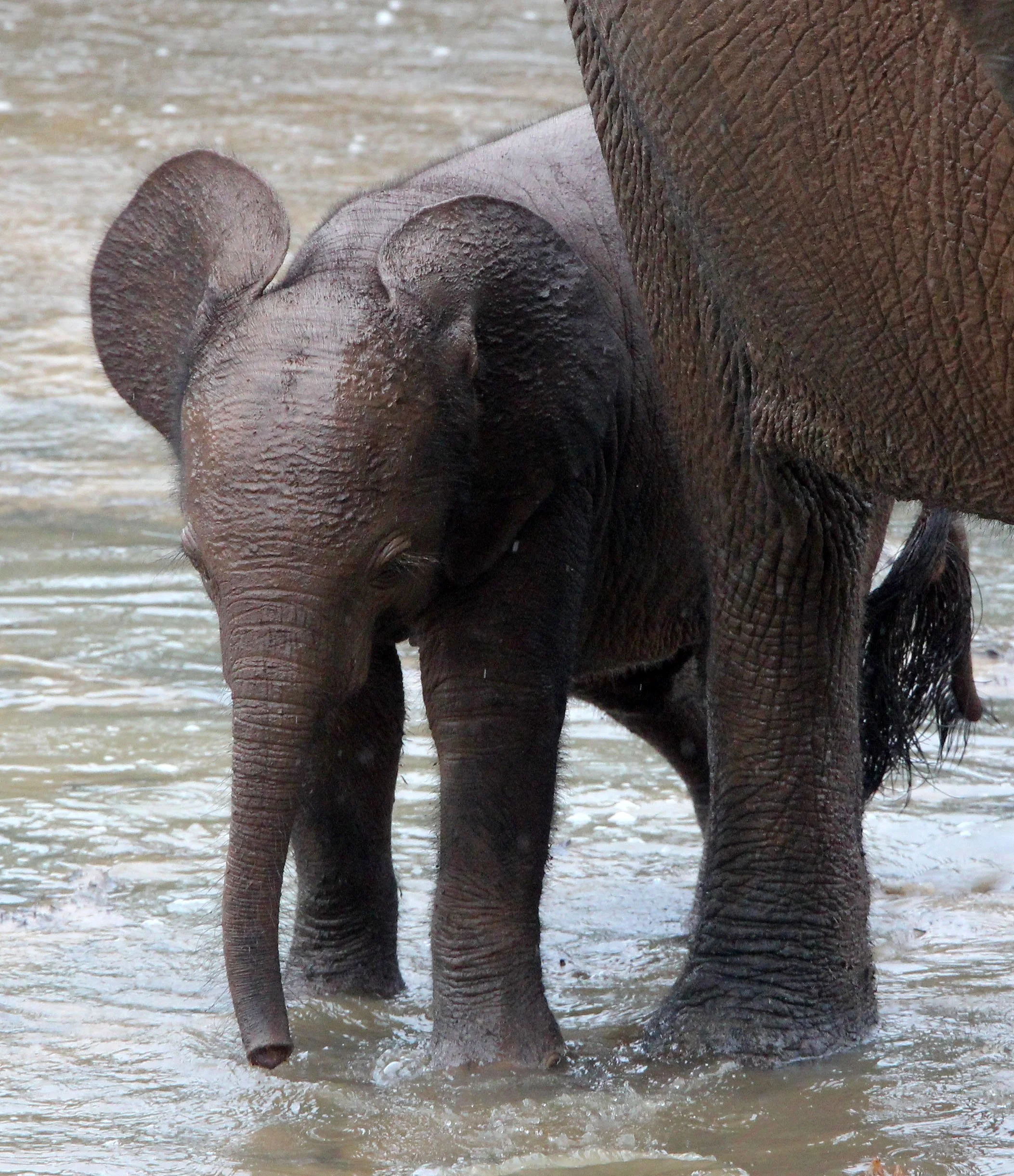 ELEPHANT - FOREST ELEPHANT - DZANGA BAI - DZANGA NDOKI NP CENTRAL AFRICAN REPUBLIC (58).JPG