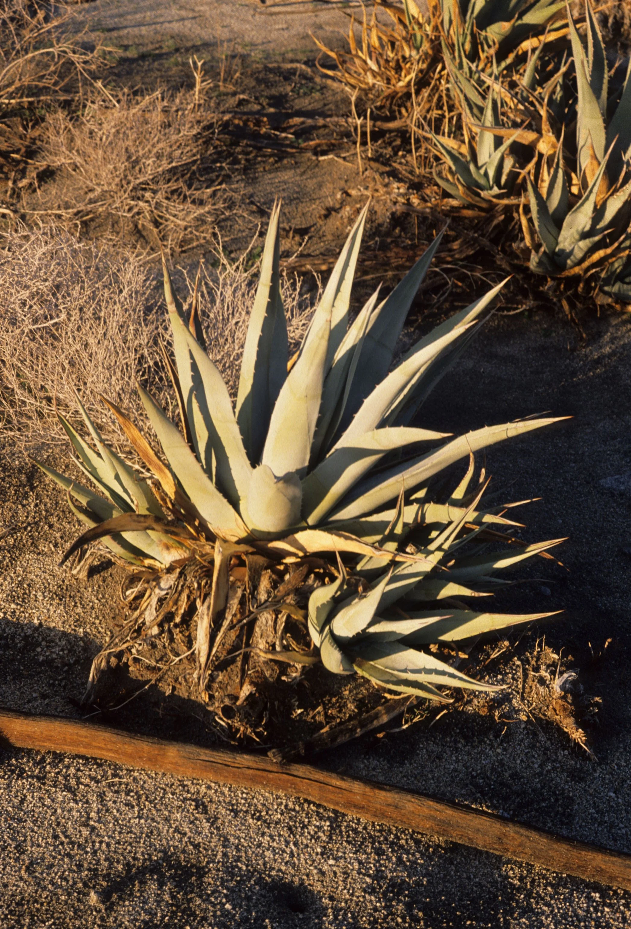 ANZA BORREGO - AMARYLLIDACEAE - AGAVE DESERTI.jpg