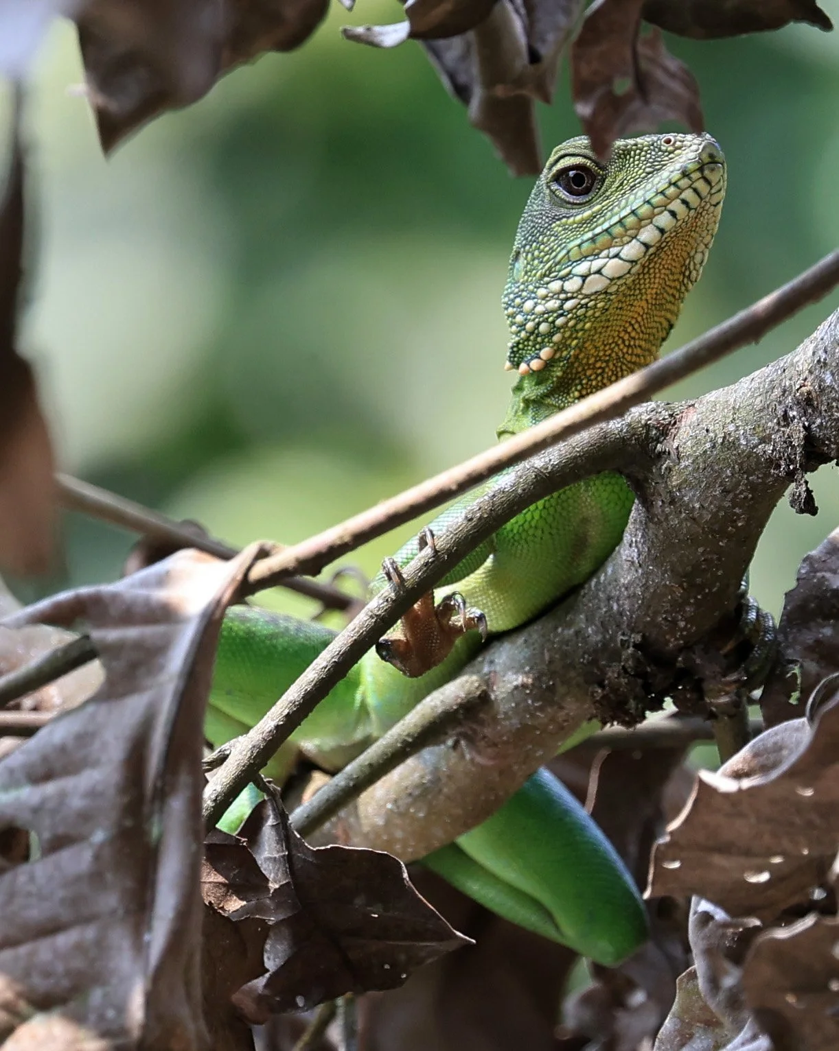 Chinese Water Dragon (Physignathus cocincinus) Khao Yai National Park Feb 2026 Day 3 (16).jpg