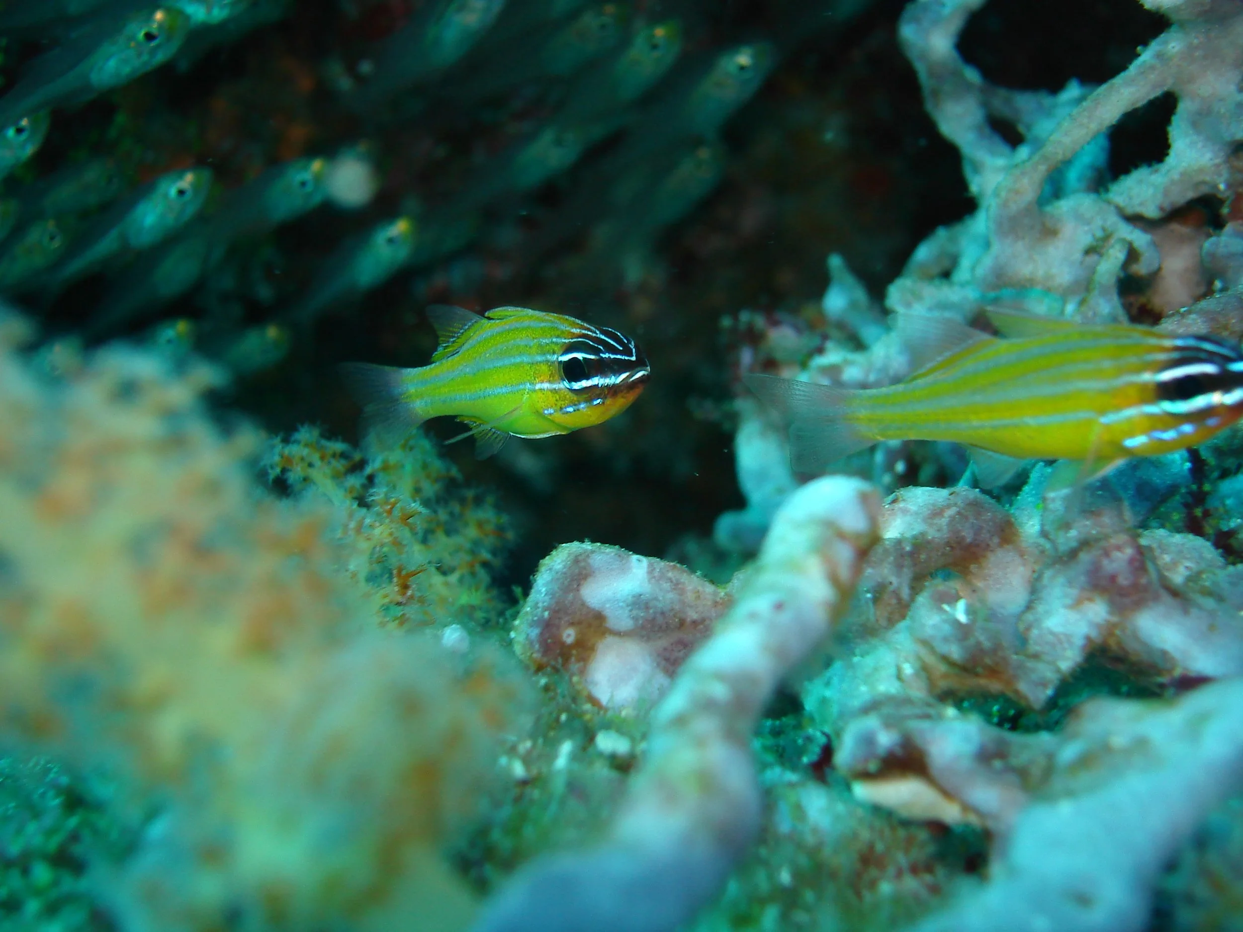 Marine & Freshwater Fish — Coke Smith Wildlife