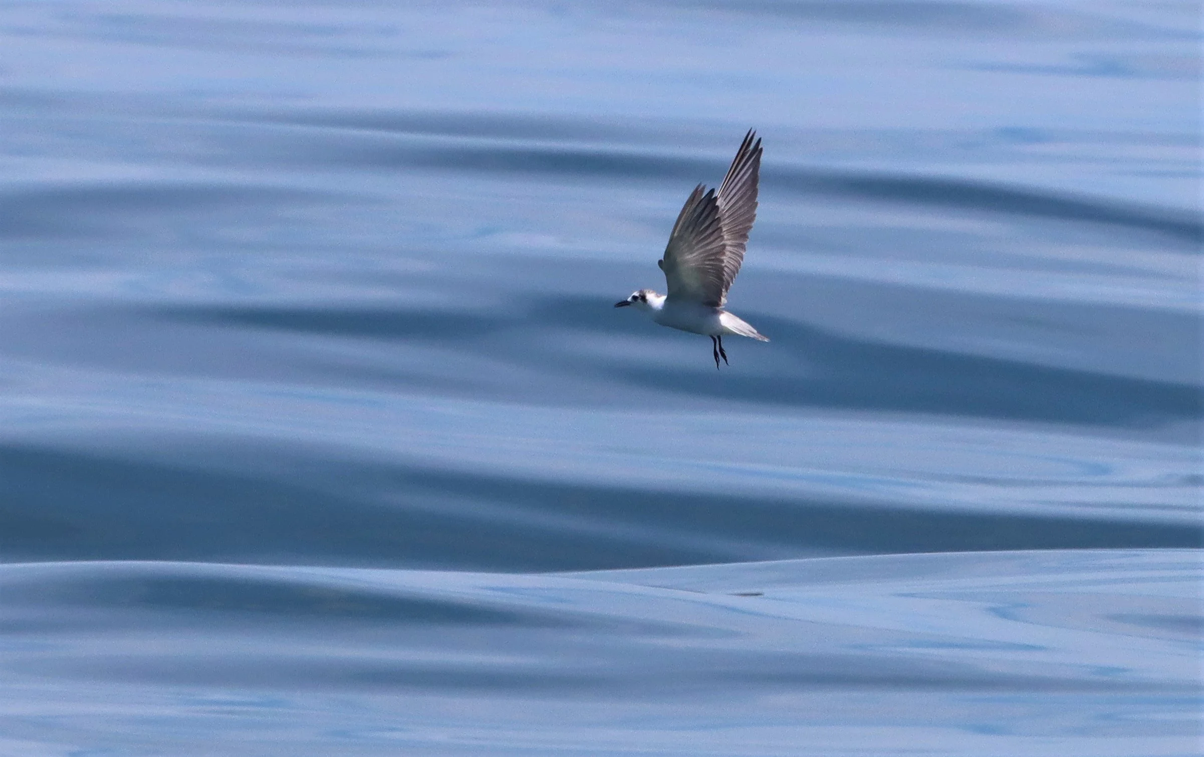 TERN - COMMON TERN - Sterna hirundo - Off Khok-Kham Shoreline, Samut Sakhon, Gulf of Siam (5).jpg