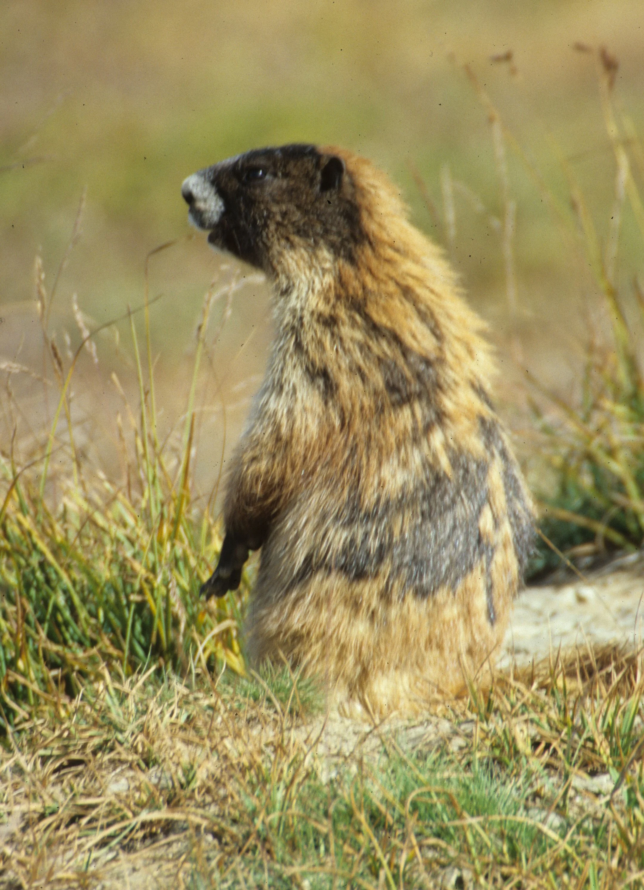 RODENTIA - MARMOT - OLYMPIC - MARMOTA OLYMPICA J.jpg