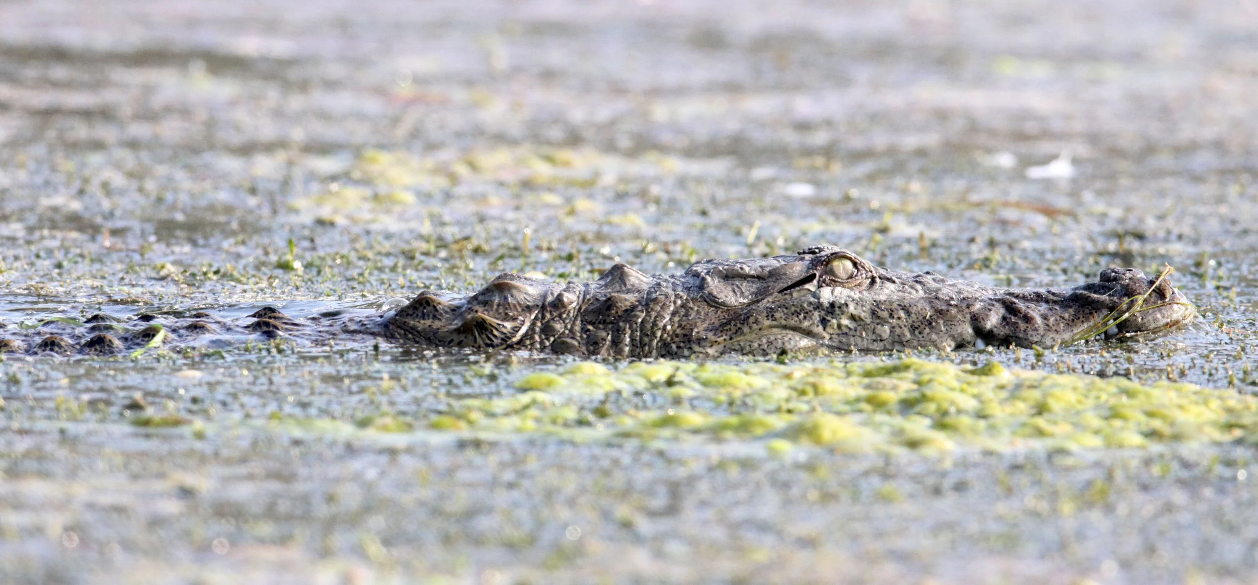 Crocodylus palustris - MARSH OR MUGGER CROCODILE - CHAMBAL RIVER SANCTUARY INDIA (64).JPG