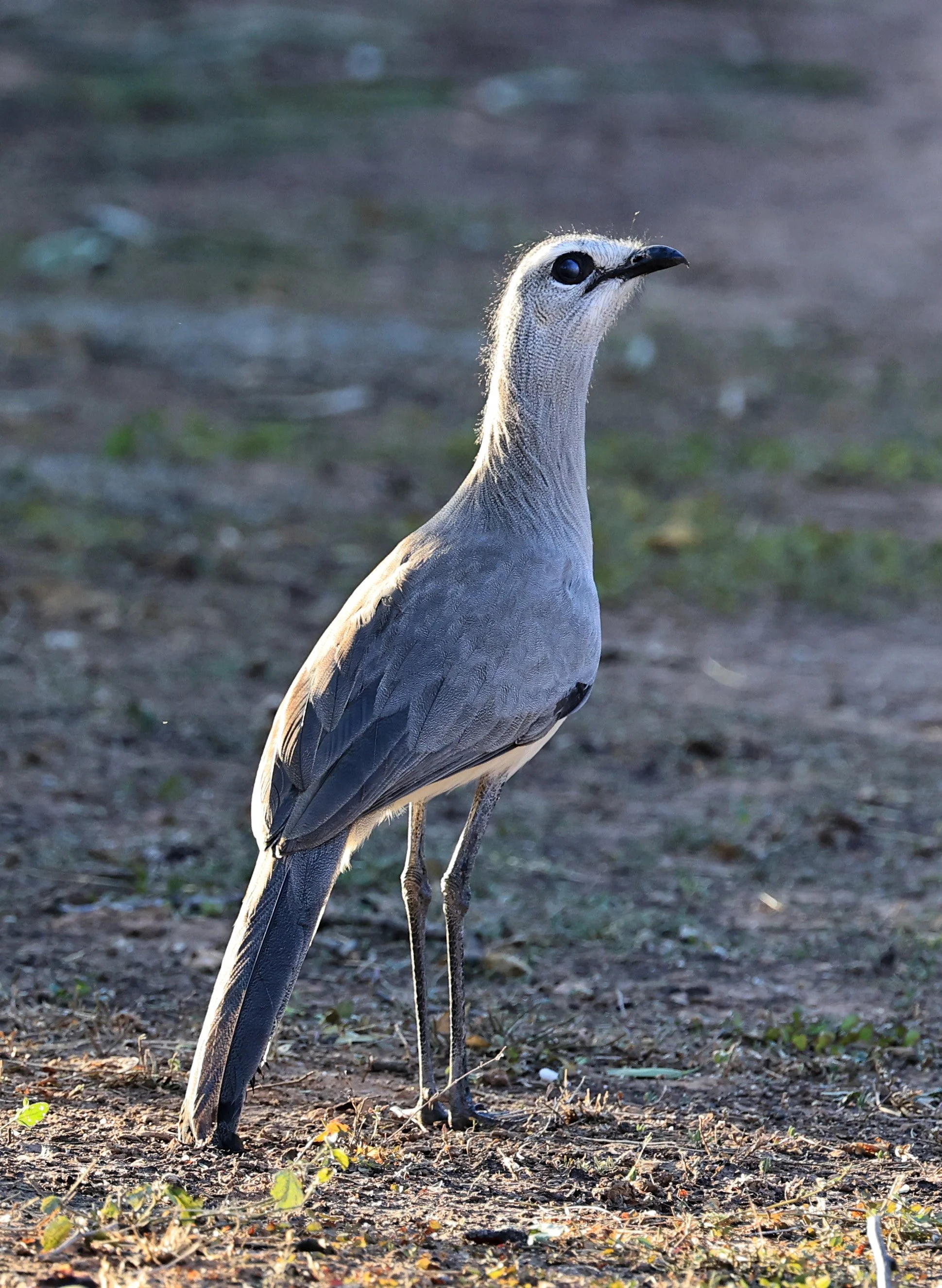 Black-legged Seriema (Chunga burmeisteri) Parque Nacional Teniente Agripino Enciso (8).jpg