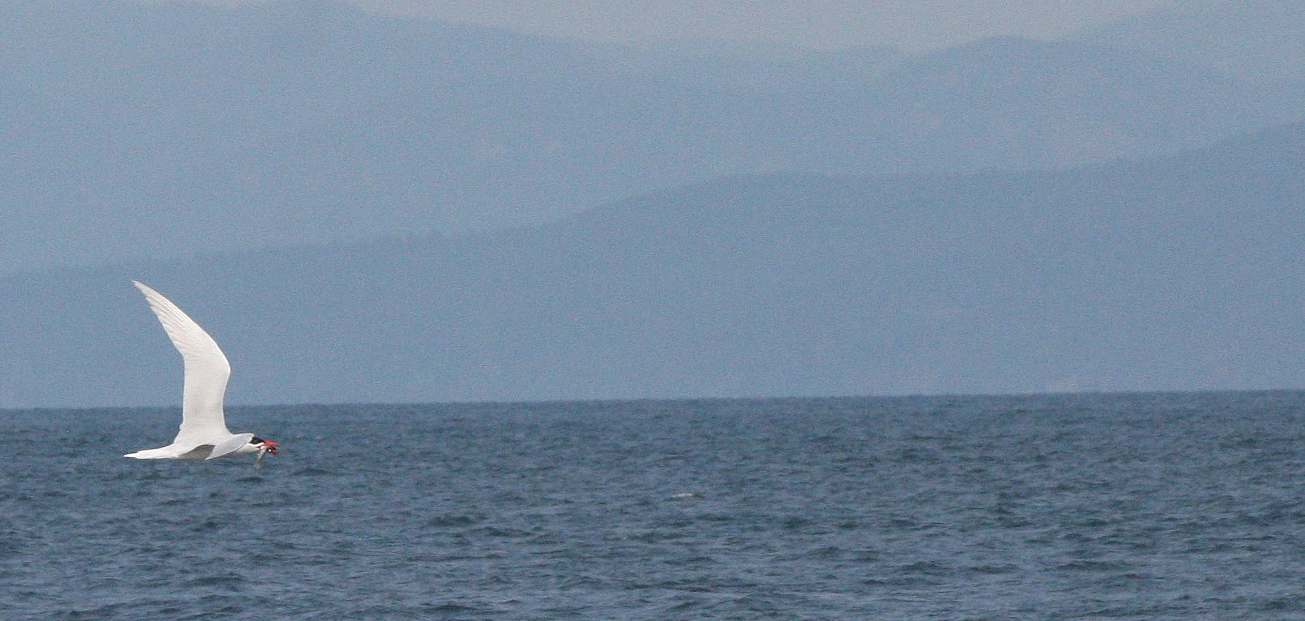 BIRD - TERN - CASPIAN TERNS - ELWHA RIVER MOUTH WA (6).JPG