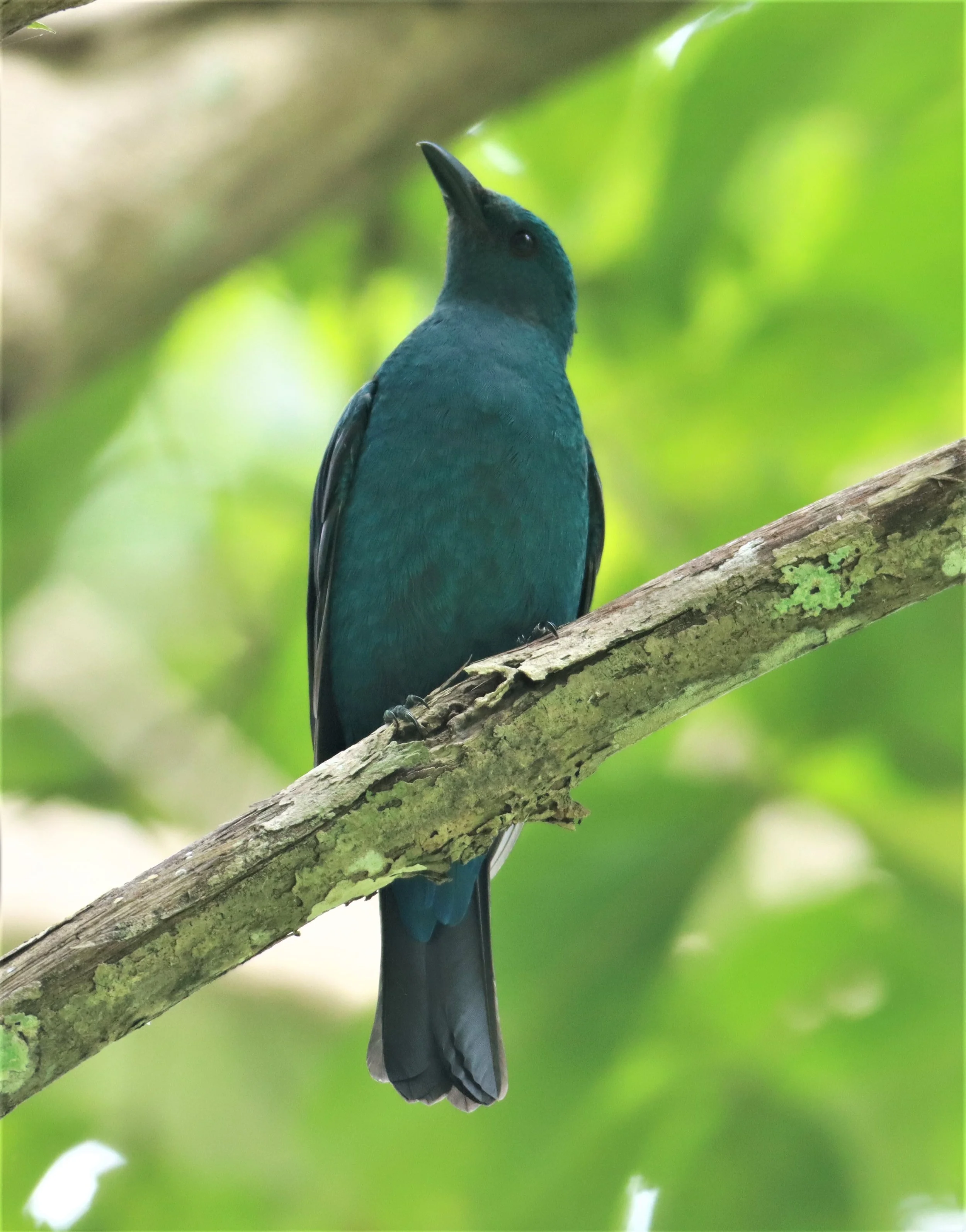 ASIAN FAIRY BLUEBIRD -  Irena puella - Sa Nang Manora Forest Park PHANG NGA PROVINCE (13).jpg