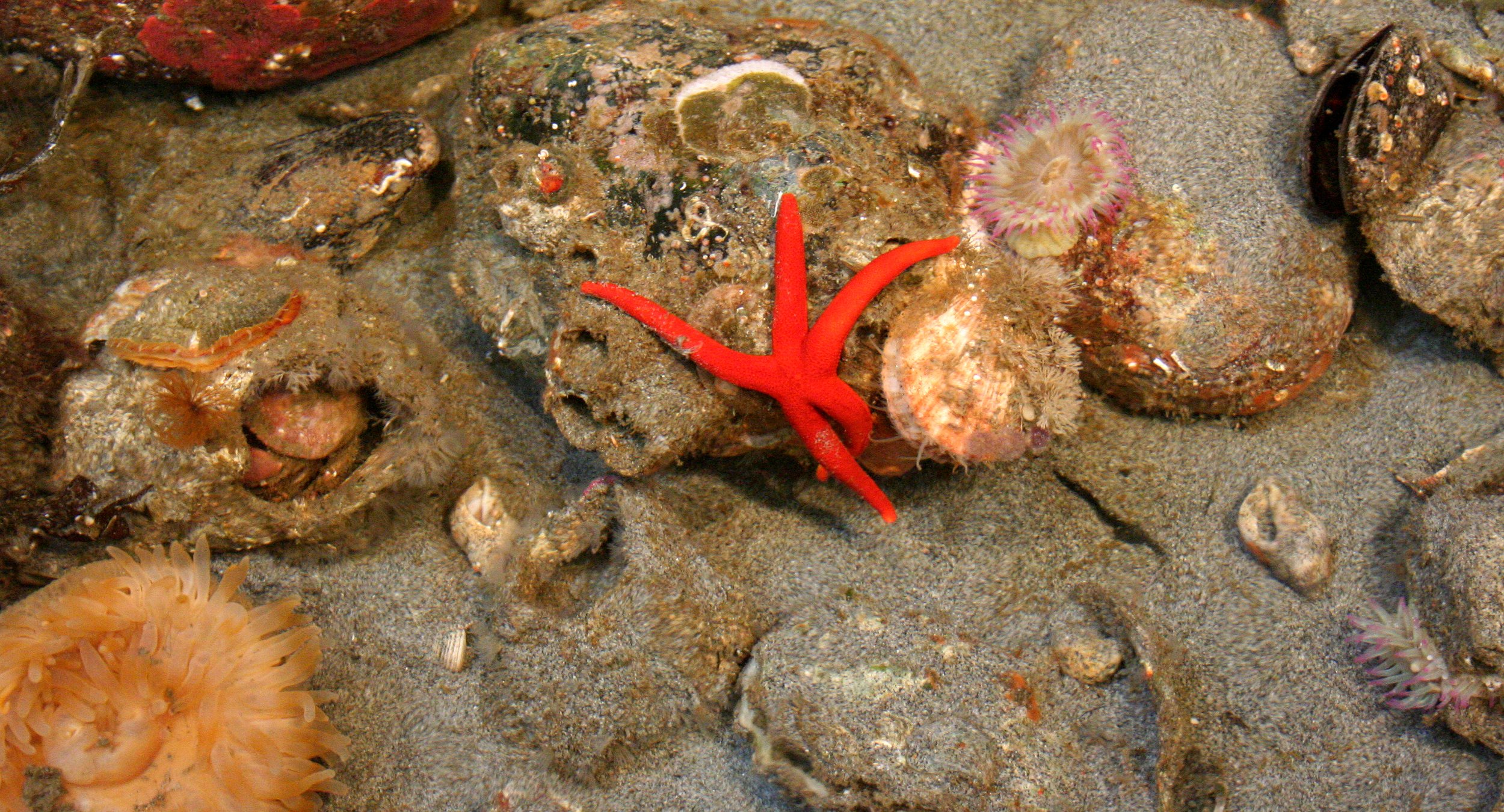 INVERT - MARINE INTERTIDAL - ECHINODERM - BLOOD STAR - PORT TOWNSEND WA.JPG