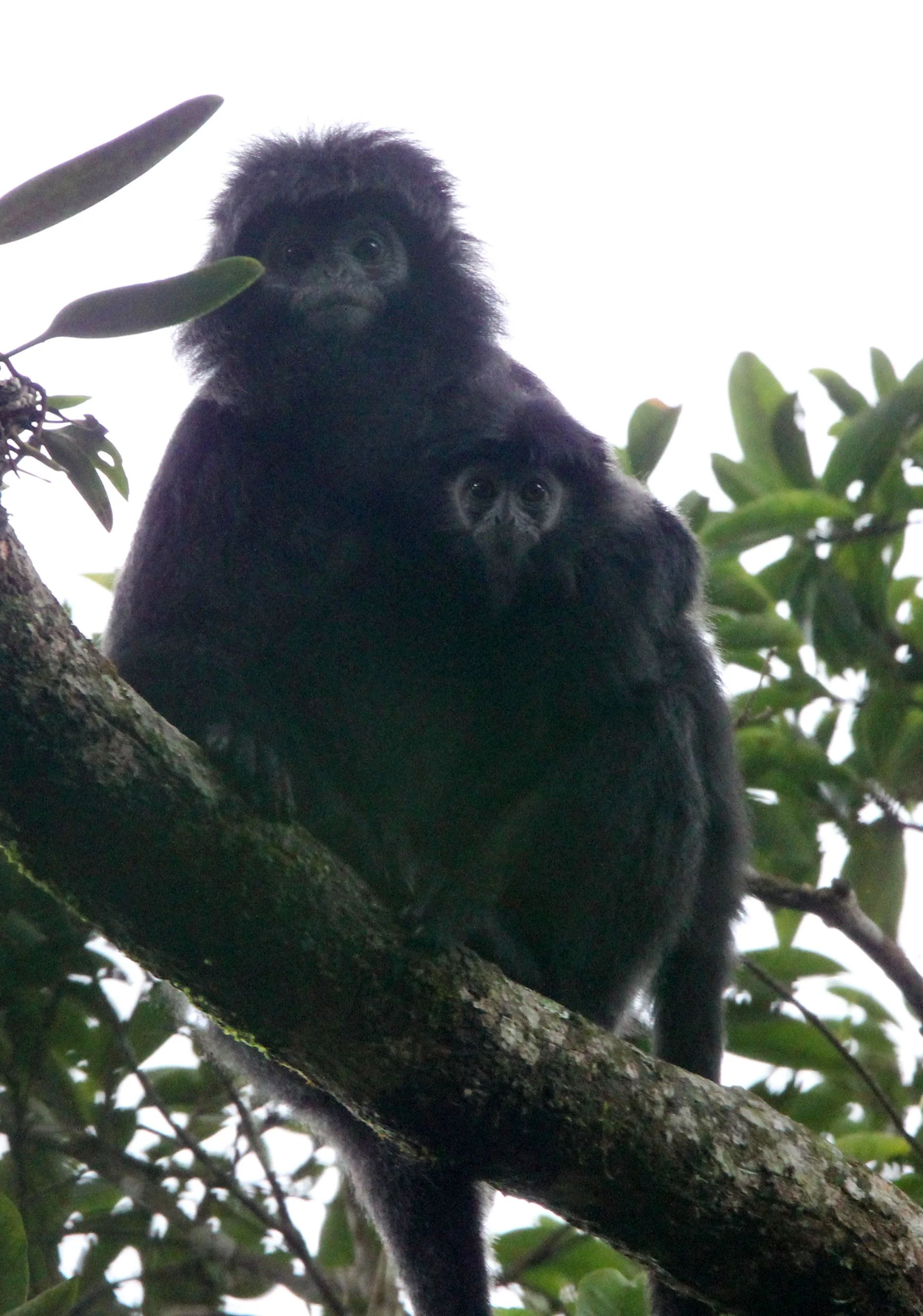 CERCOPITHECIDAE - Trachypithecus mauritius - WEST JAVAN (EBONY) LANGUR - GEDE NATIONAL PARK JAVA BARAT INDONESIA (3).JPG