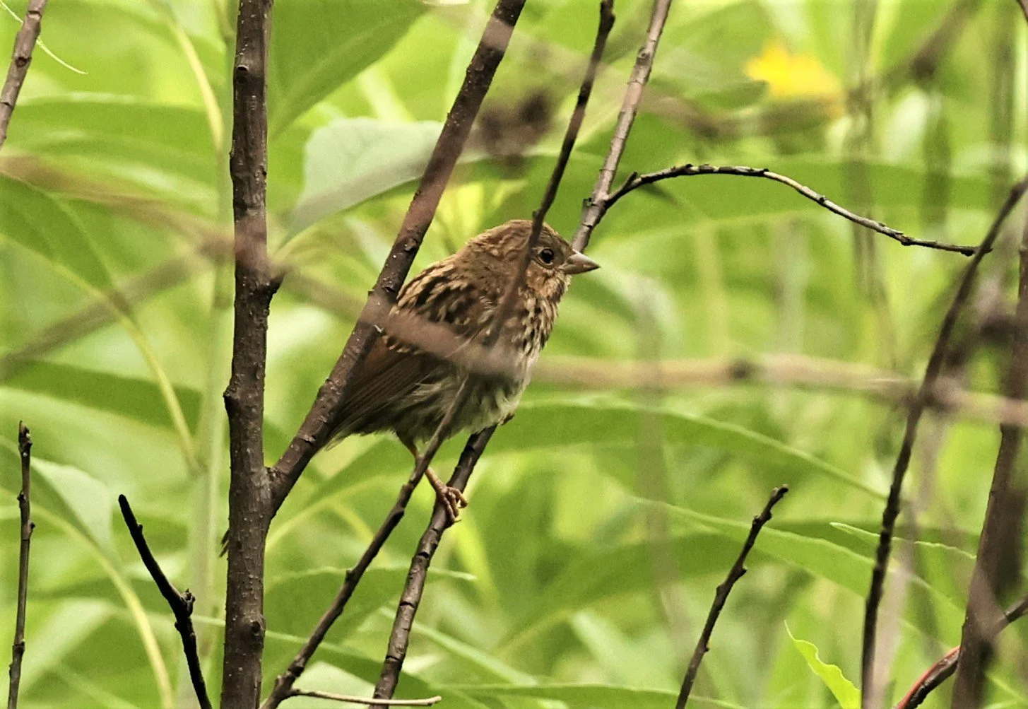 Fox Sparrow (Passerella iliaca) Lincoln Marsh Wheaton Illinois (3).jpg