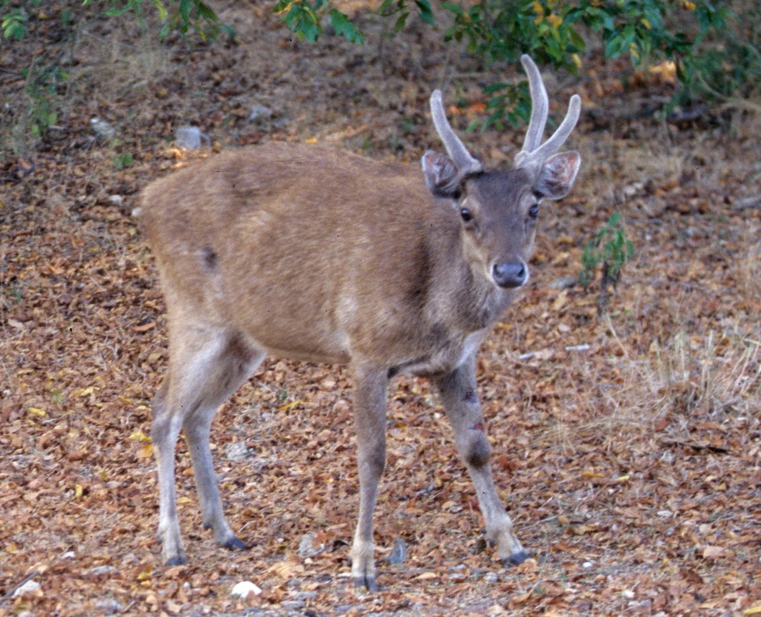 CERVID - DEER - TIMOR DEER - KOMODO ISLAND A1.jpg