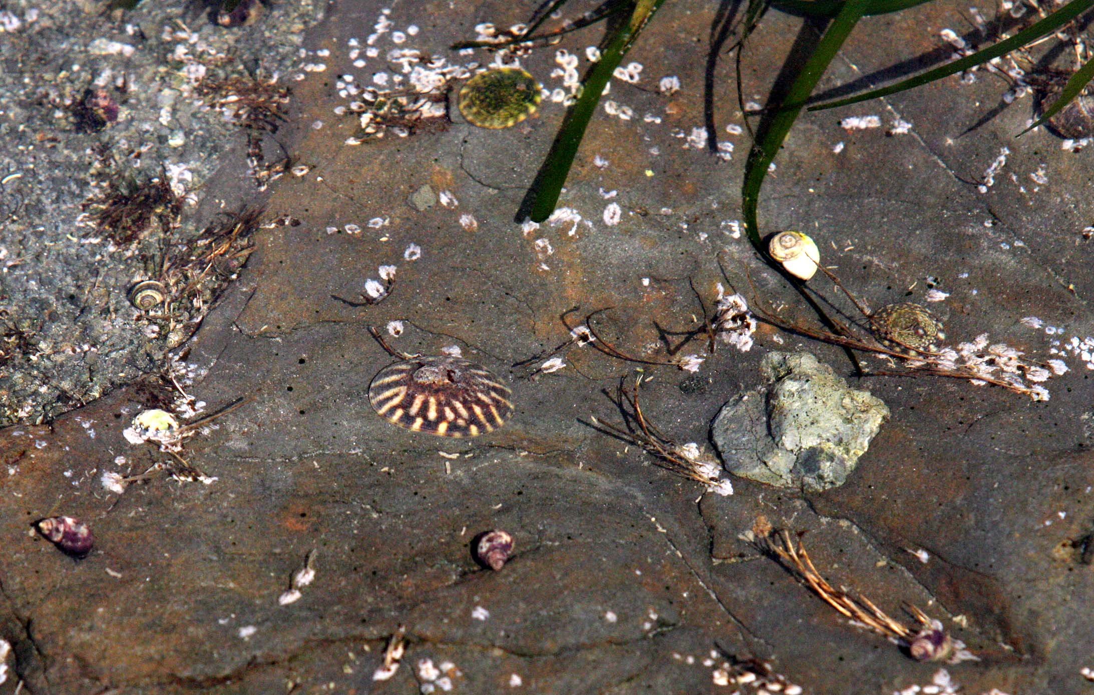 INVERTS - MARINE INTERTIDAL - LIMPET - SHIELD LIMPET - SALT CREEK WA.JPG