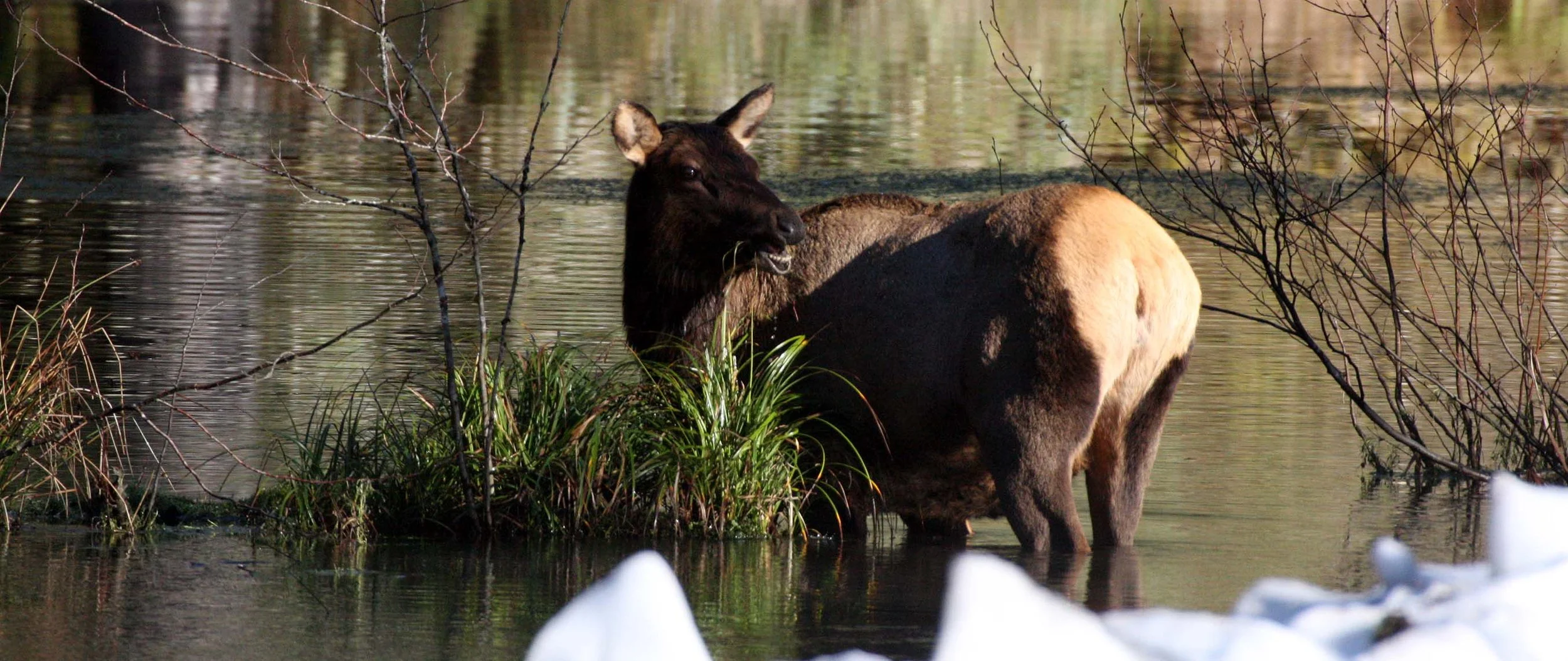 CERVID - ELK- ROOSEVELT ELK - HOH RAINFOREST WA (27).JPG