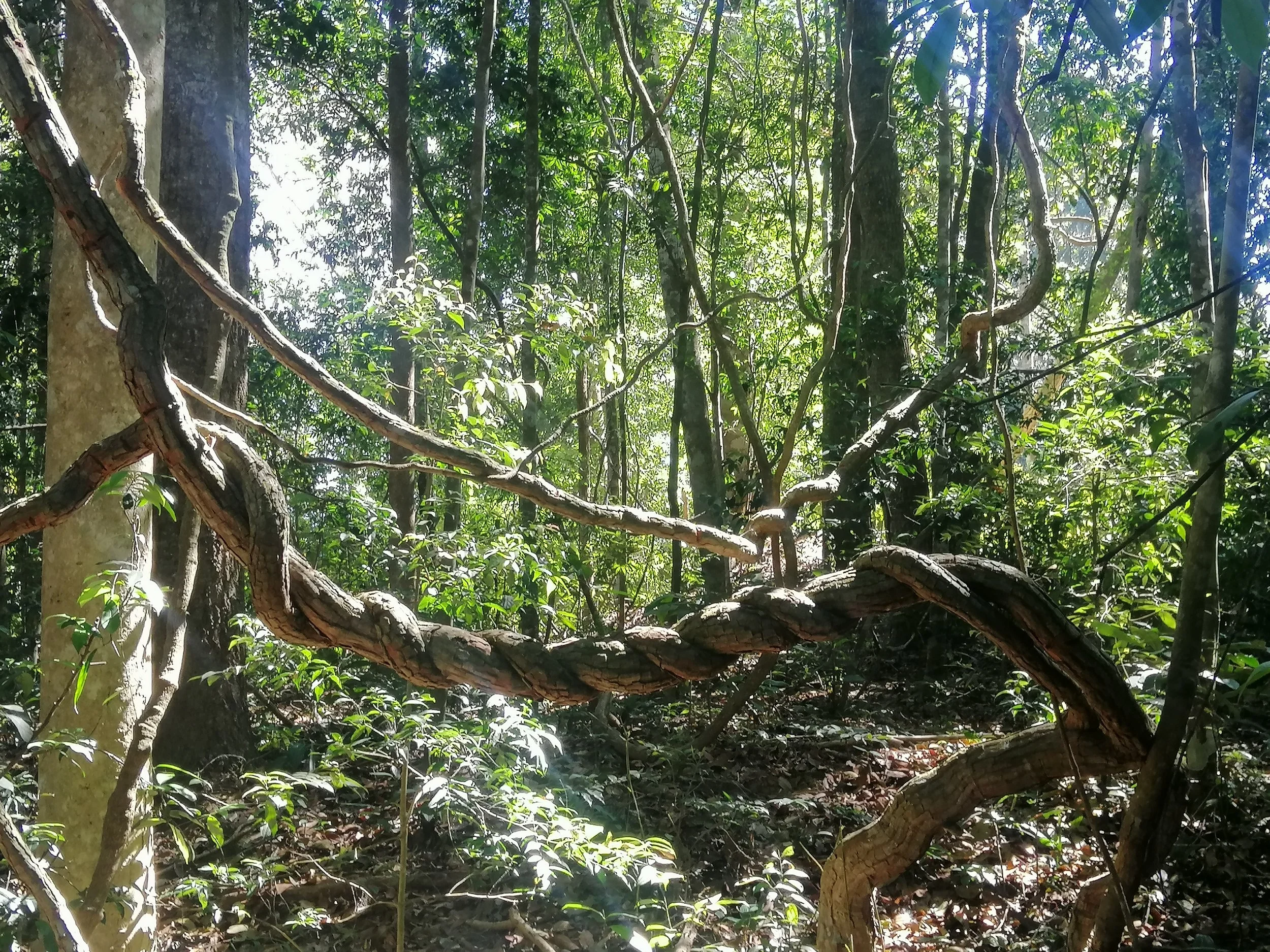 A spectacular twisted Liana in the forest.