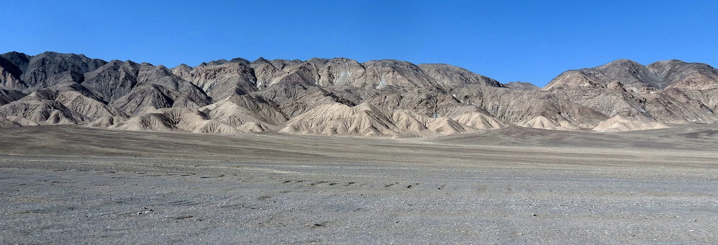 LOP NUR WILD BACTRIAN CAMEL RESERVE - XINJIANG CHINA (70).JPG