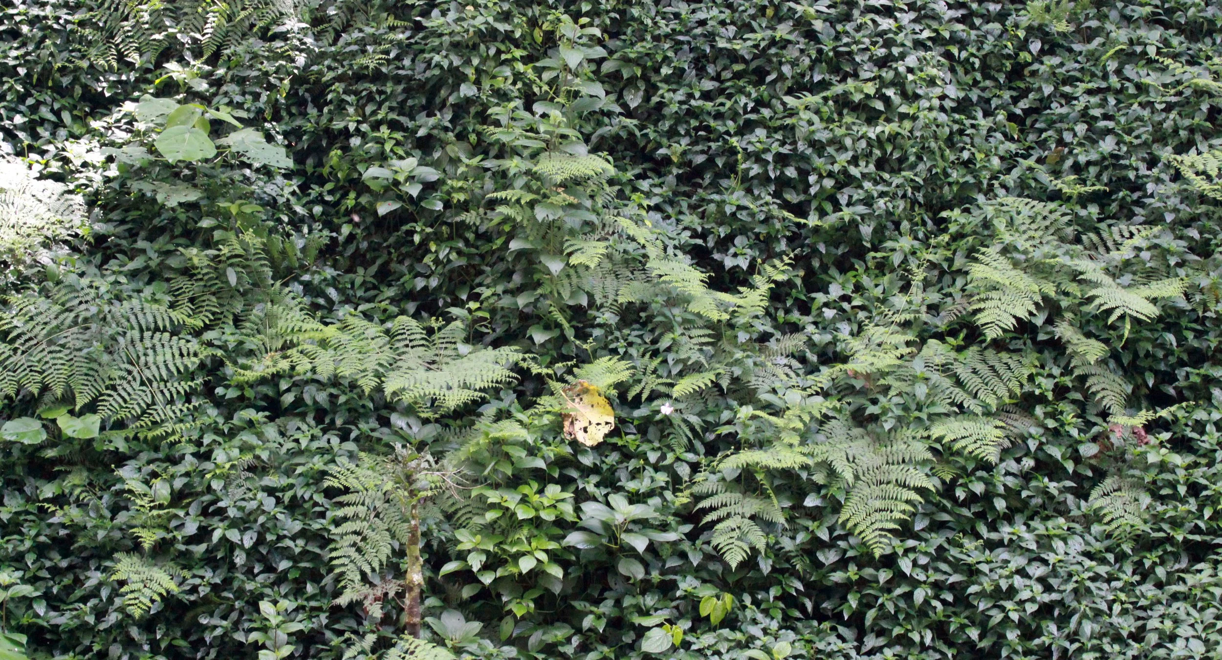 NYUNGWE NATIONAL PARK RWANDA (501).JPG