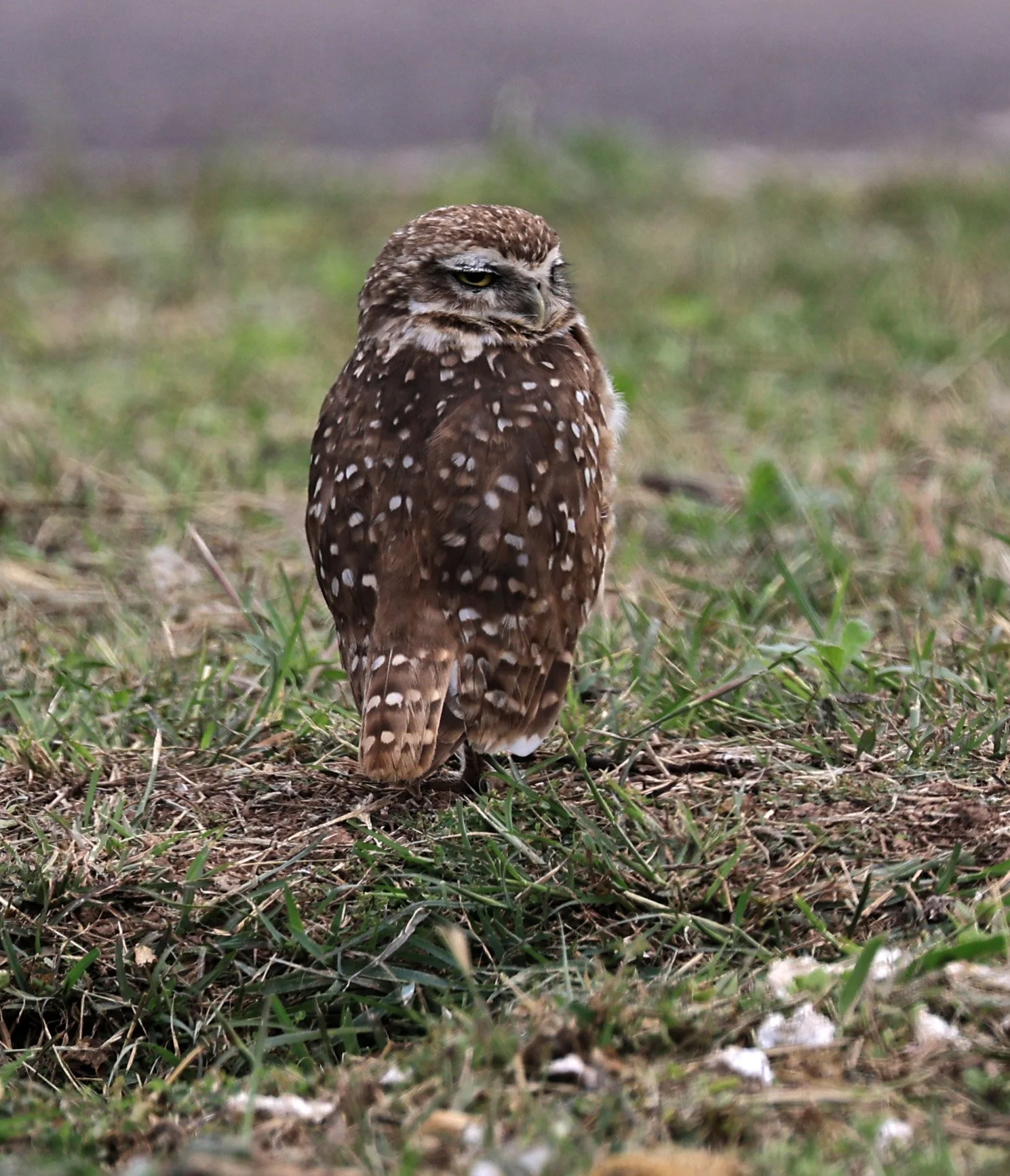 Burrowing Owl (Athene cunicularia) Aurora Chaquena near Neuland Mennonite Colony Paraguay (5).jpg