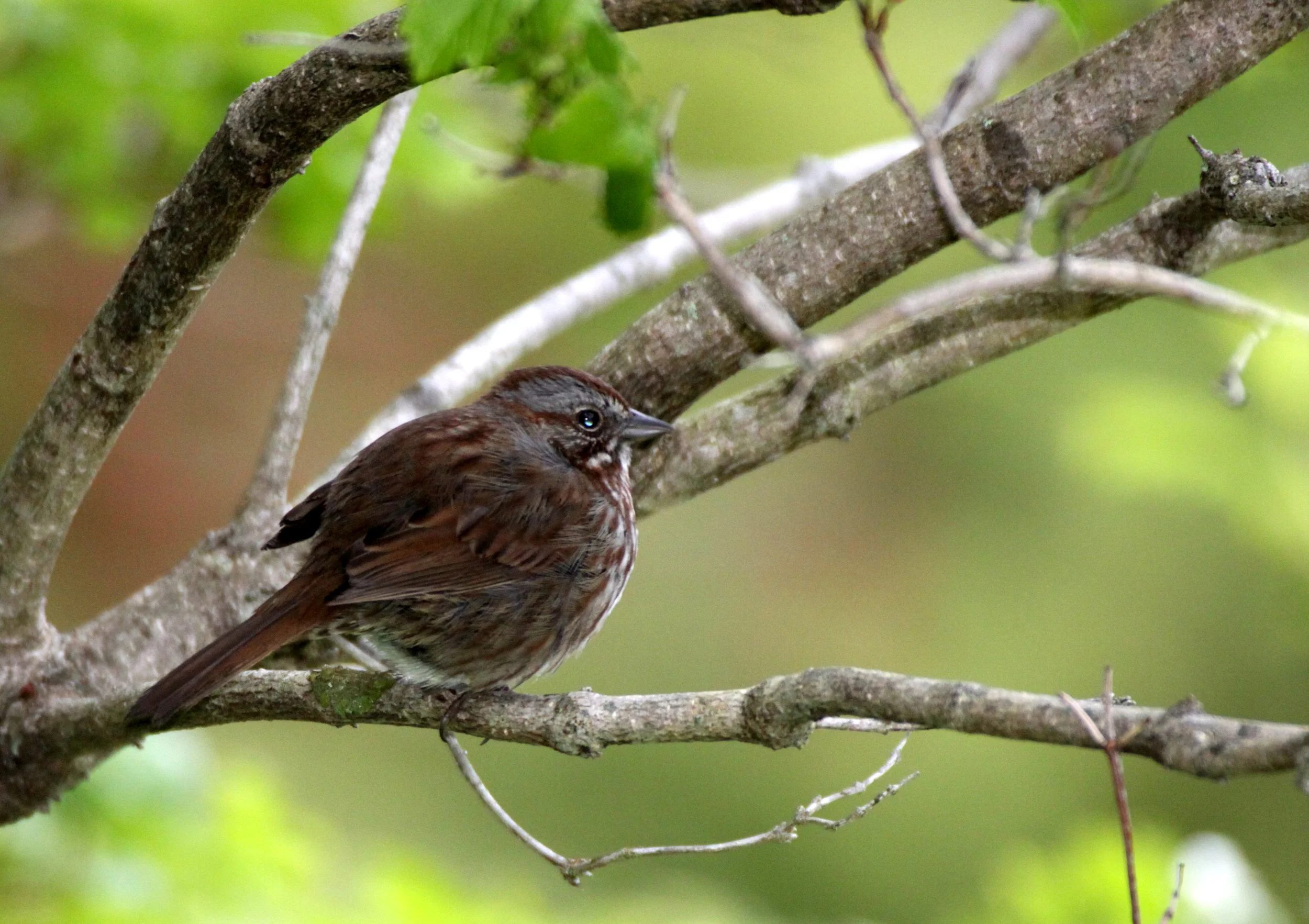 Song Sparrow (Melospiza melodia) Knight Inlet British Columbia (2).JPG