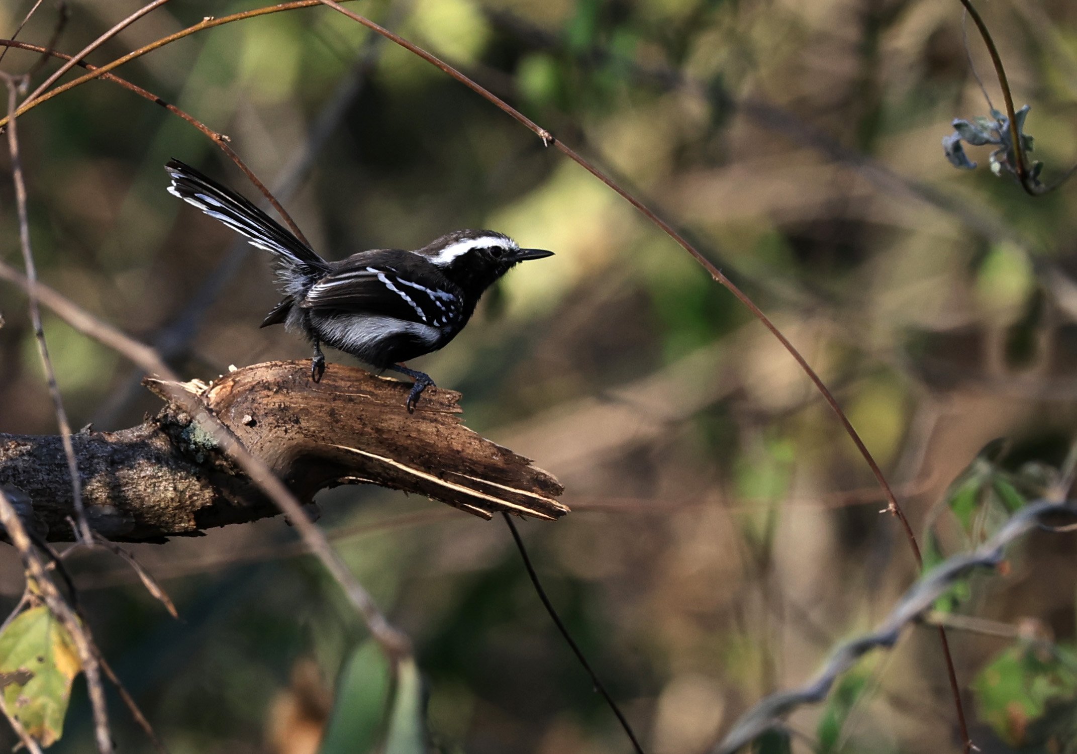 Black-bellied Antwren (Formicivora melanogaster) Agua Dulce Paraguay (5).jpg