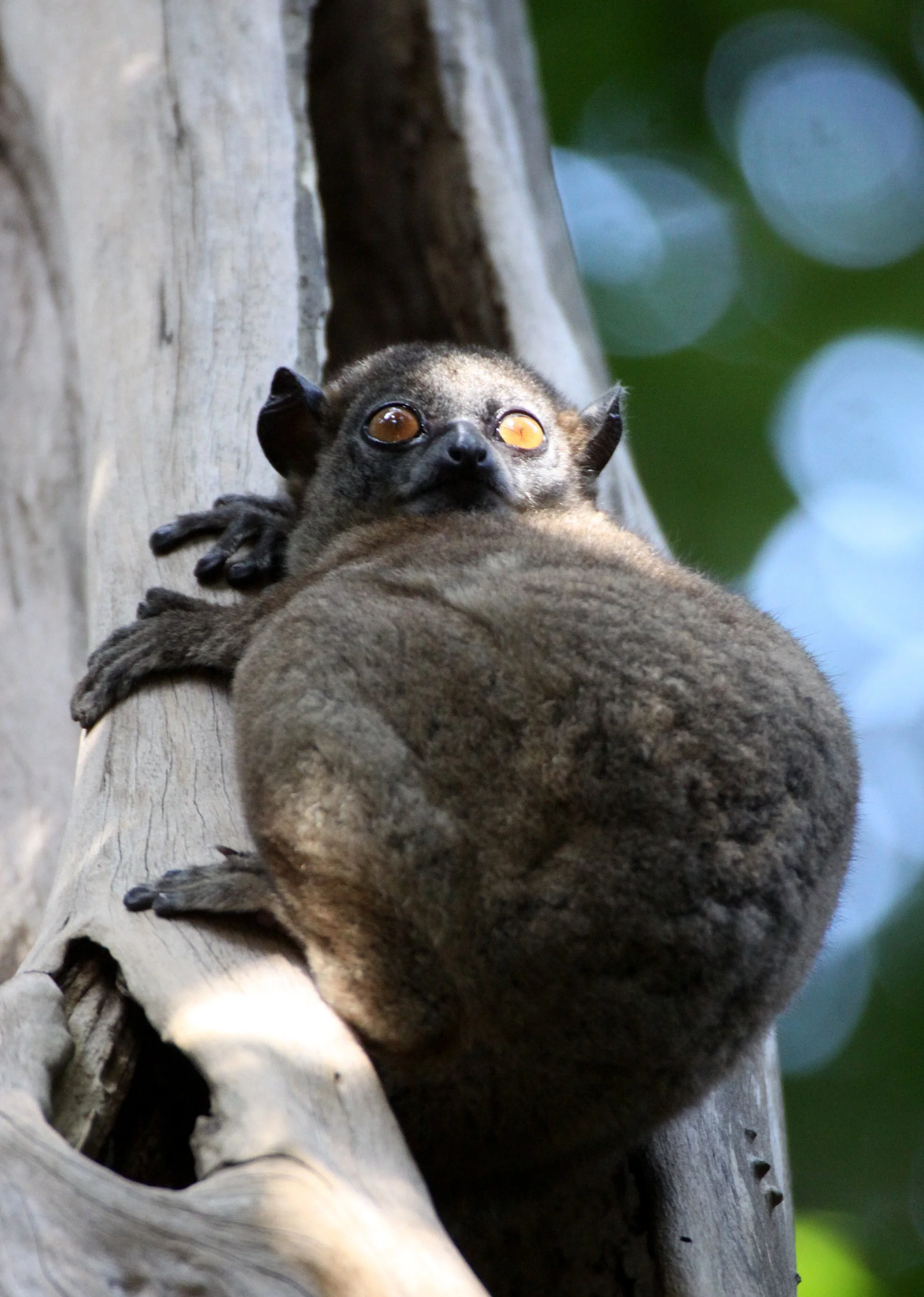 LEPILEMURIDAE - Lepilemur ankaranensis - ANKARANA NATIONAL PARK MADAGASCAR (103).JPG