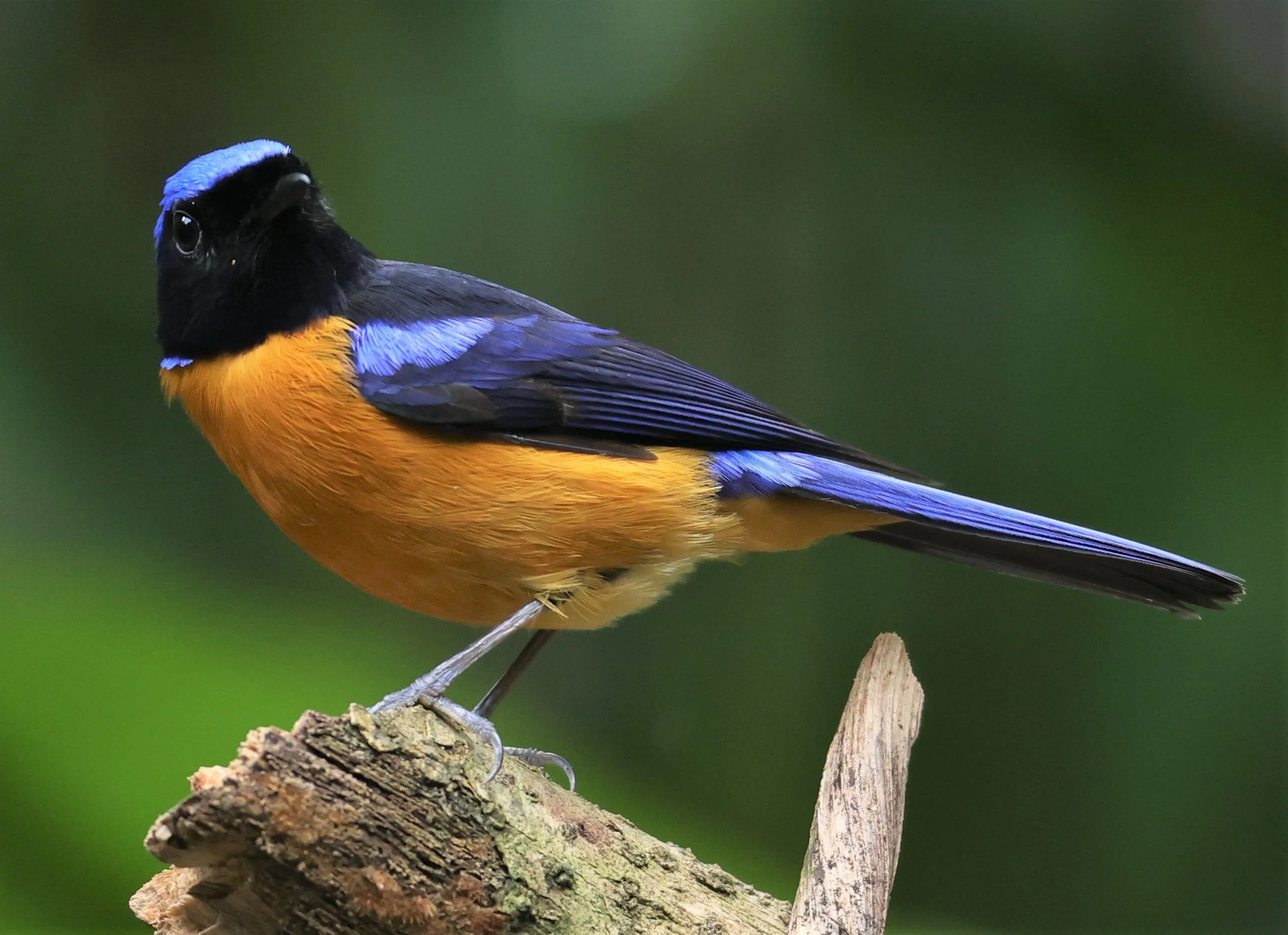 NILTAVA - RUFOUS-BELLIED NILTAVA - Niltava sundar - DOI INTHANON NP CHIANG MAI, DEC 2021 (37).JPG