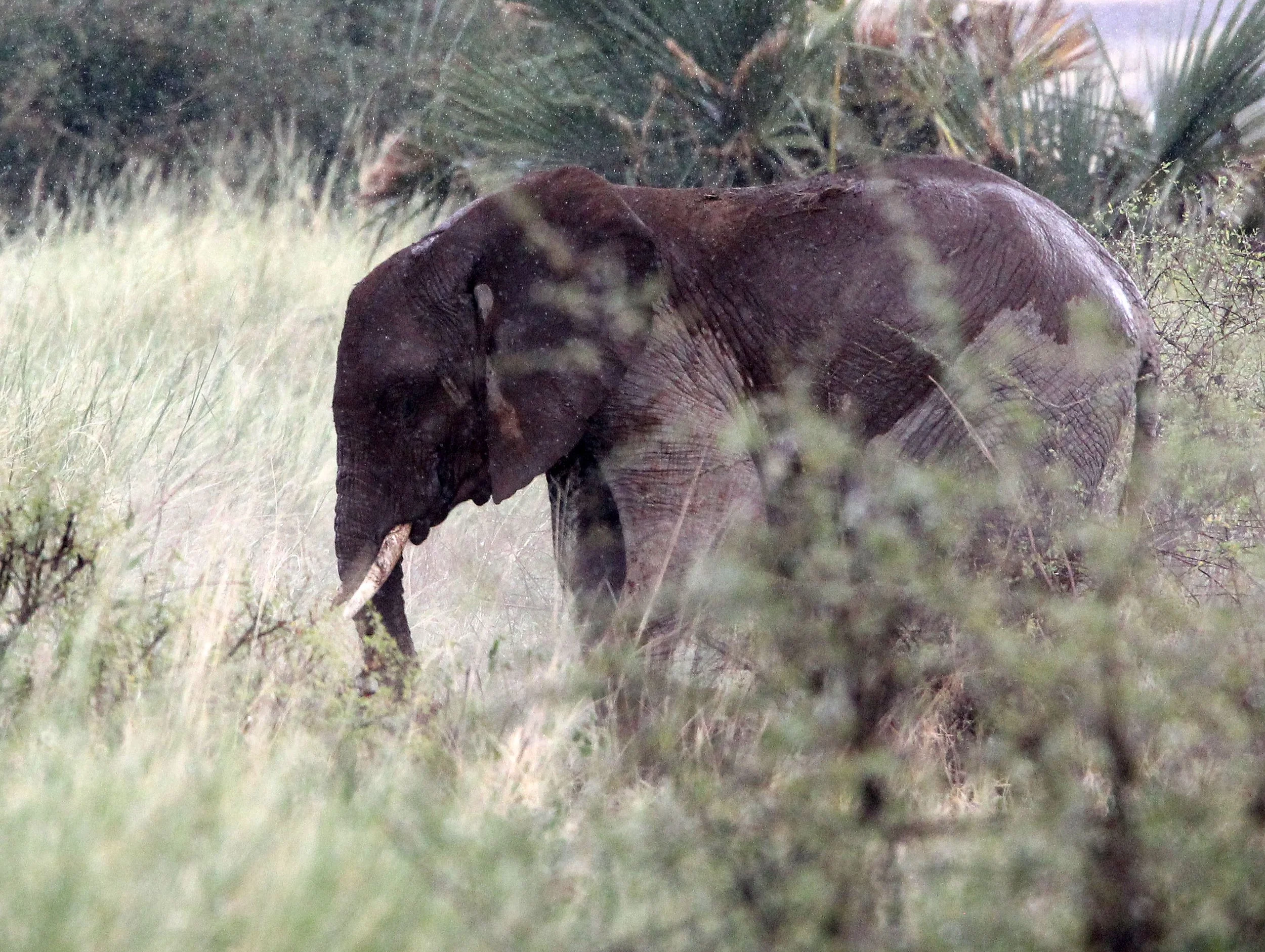 ELEPHANT - SAMBURU NATIONAL PARK KENYA.JPG
