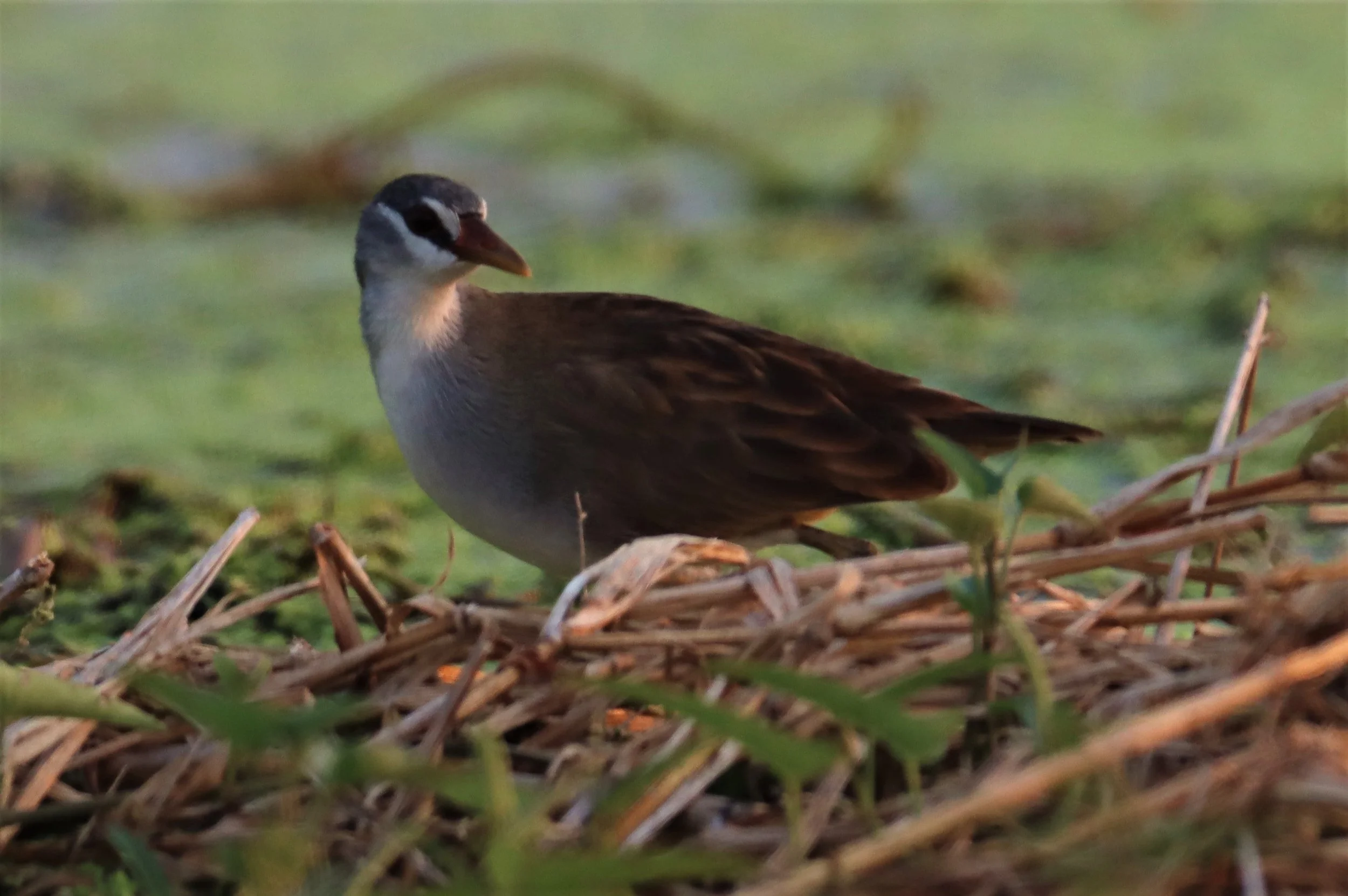 White-browed Crake (Porzana cinerea) Thap Yao Rice Fields Lat Krabang Bangkok (48).jpg