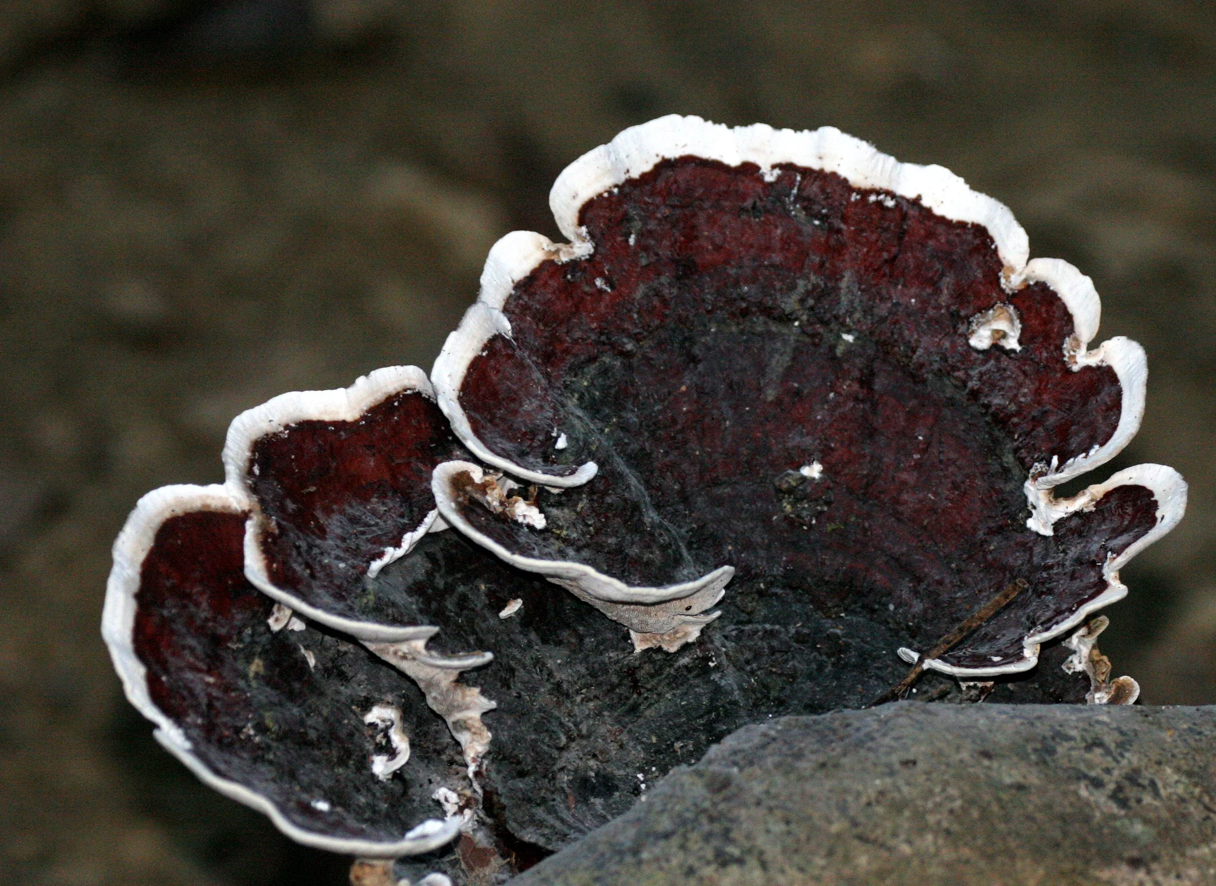 TABIN WILDLIFE RESERVE BORNEO - FUNGUS SPECIES (2).JPG
