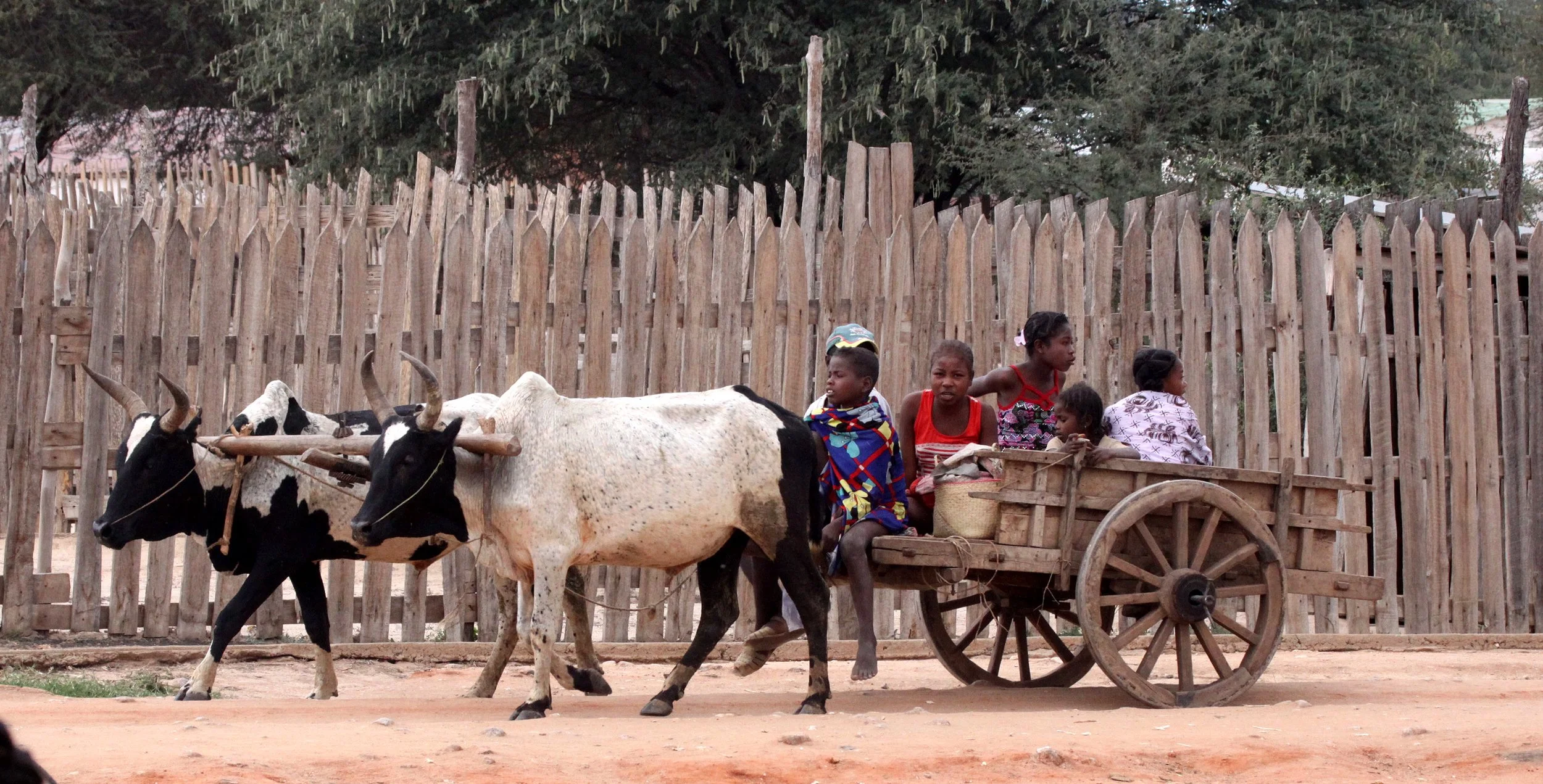 ANTANDROY VILLAGE - ZEBU MARKET DAY (5).JPG